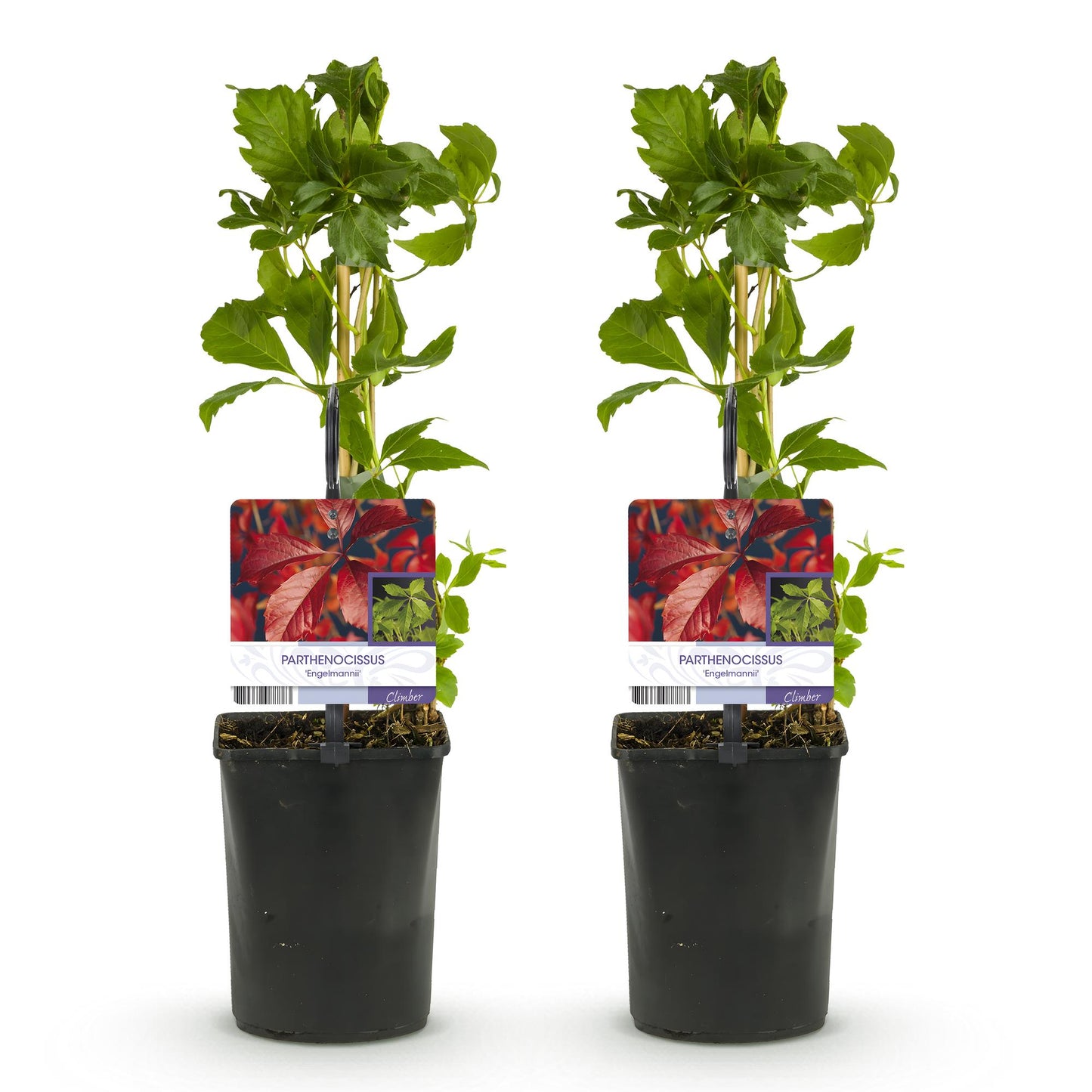Green boutiQ - Wilde Wingerd - Parthenocissus Engelmannii - Blad Groen later Rood - Weinig onderhoud - 2 planten - Pot 11cm Hoogte 40cm
