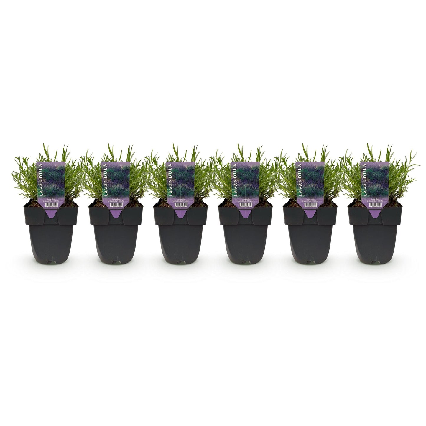 Green boutiQ - Haagplanten - Lavandula angustifolia Hidcote - blad grijs - 6 planten - 1 strekkende meter - groenblijvend - pot 17cm hoogte 30cm