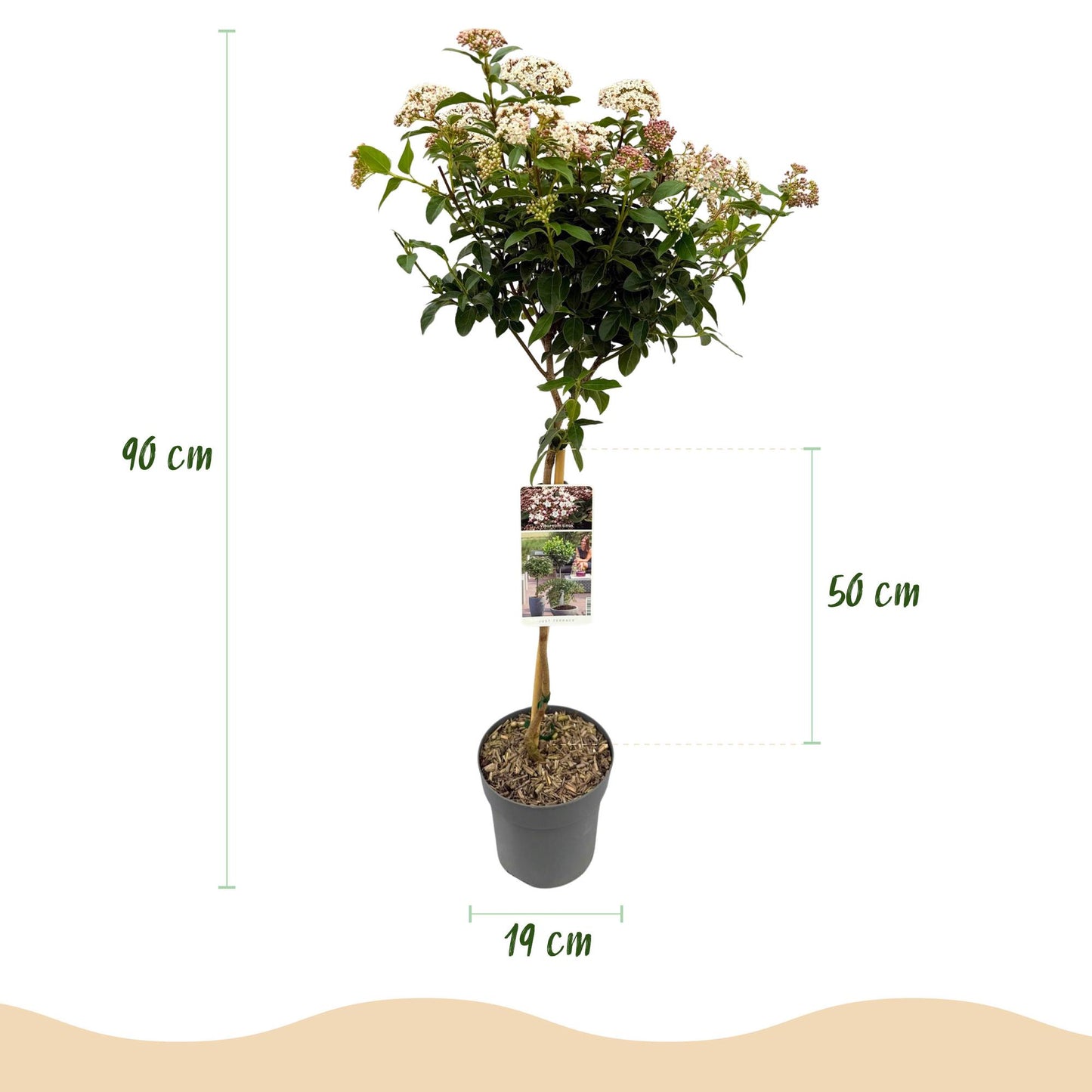Green boutiQ - Tuinplant - Viburnum tinus Eve Price - Plant op stam - Terras Plant - Bladhoudend - Weinig Onderhoud - Pot 19cm Hoogte 90cm