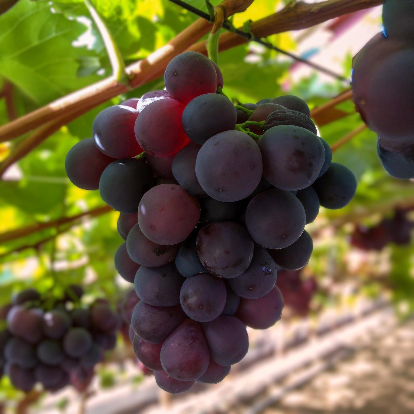 Green boutiQ - Fruitplant - Paarse Druif - Vitis vinifera Vanessa - Pitloos - 2 planten - Pot 15cm Hoogte 50cm