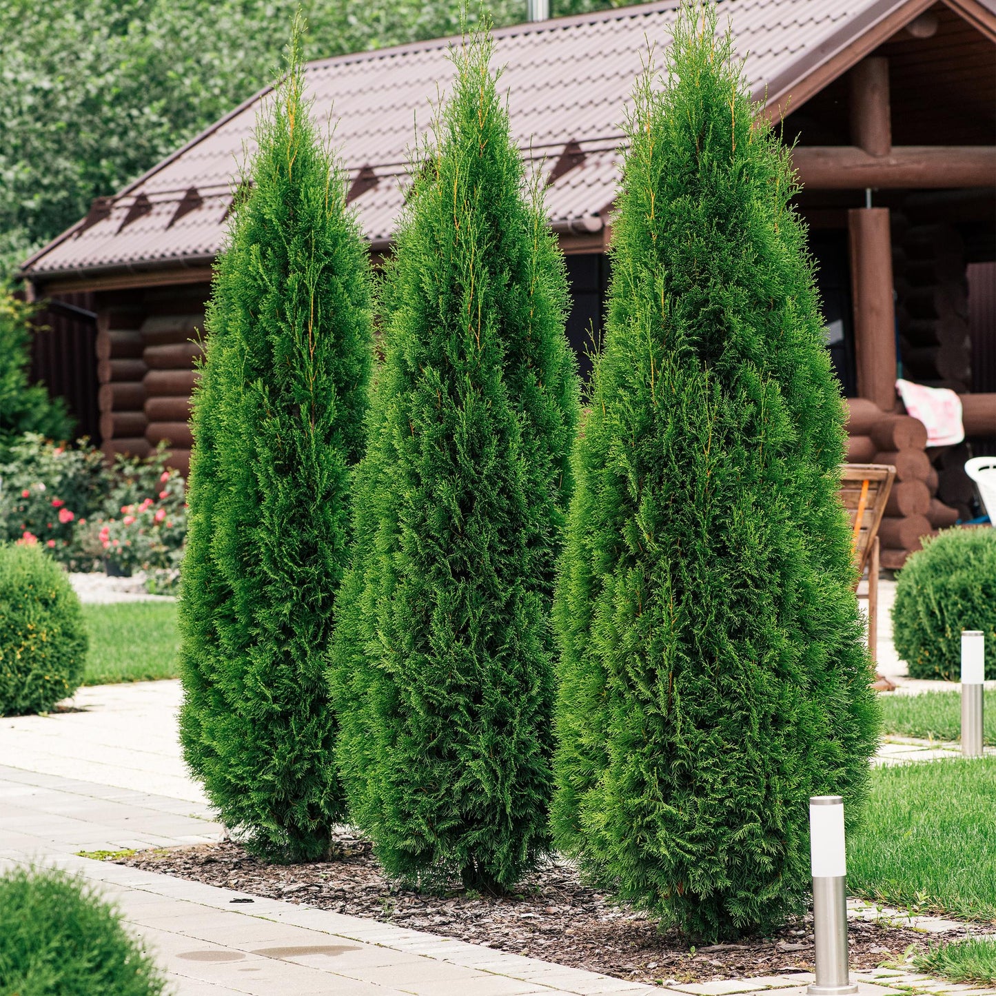 Green boutiQ - Haagplanten - Thuja occidentalis Smaragd - blad groen - 8 planten - 1 strekkende meter - groenblijvend - pot 9cm hoogte 30-35cm