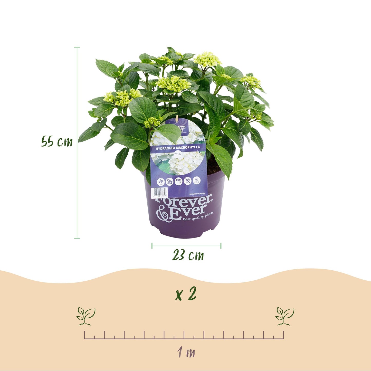 Green boutiQ - Terrasplant - Hortensia - Hydrangea Forever & Ever - Wit - 7-12 Bloemen - 2 Planten - Pot 23cm Hoogte 55cm
