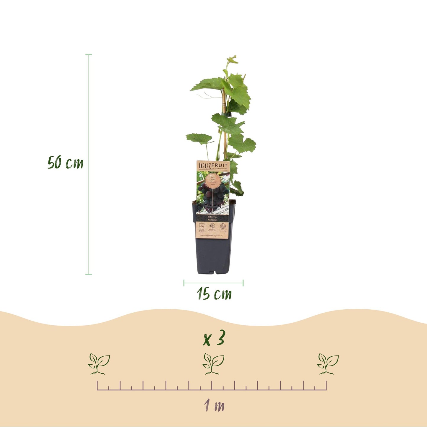 Green boutiQ - Fruitplant - Paarse Druif - Vitis vinifera Vanessa - Pitloos - 2 planten - Pot 15cm Hoogte 50cm