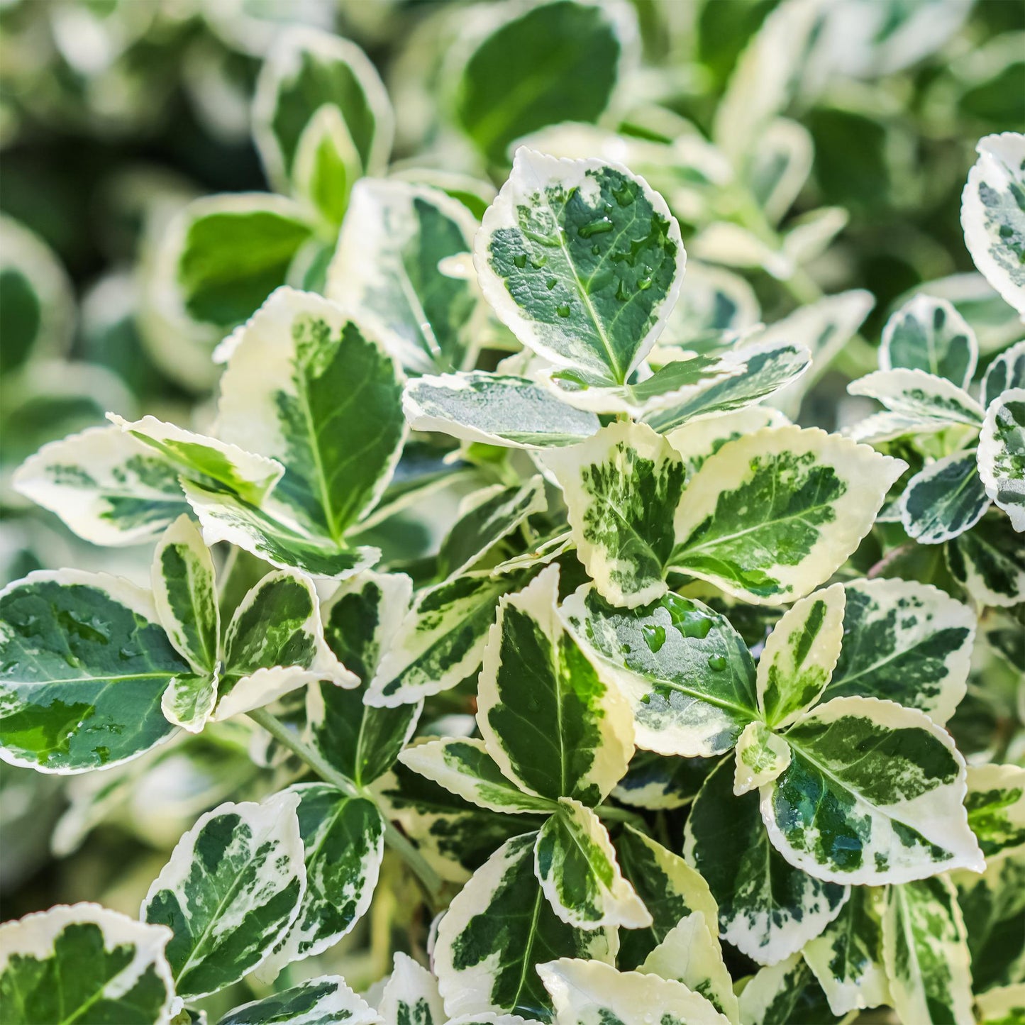 Green boutiQ - Tuinplant - Euonymus fortunei Emerald Gaiety - Plant op stam - Terras Plant - Bladhoudend - Weinig Onderhoud - Pot 19cm Hoogte 90cm