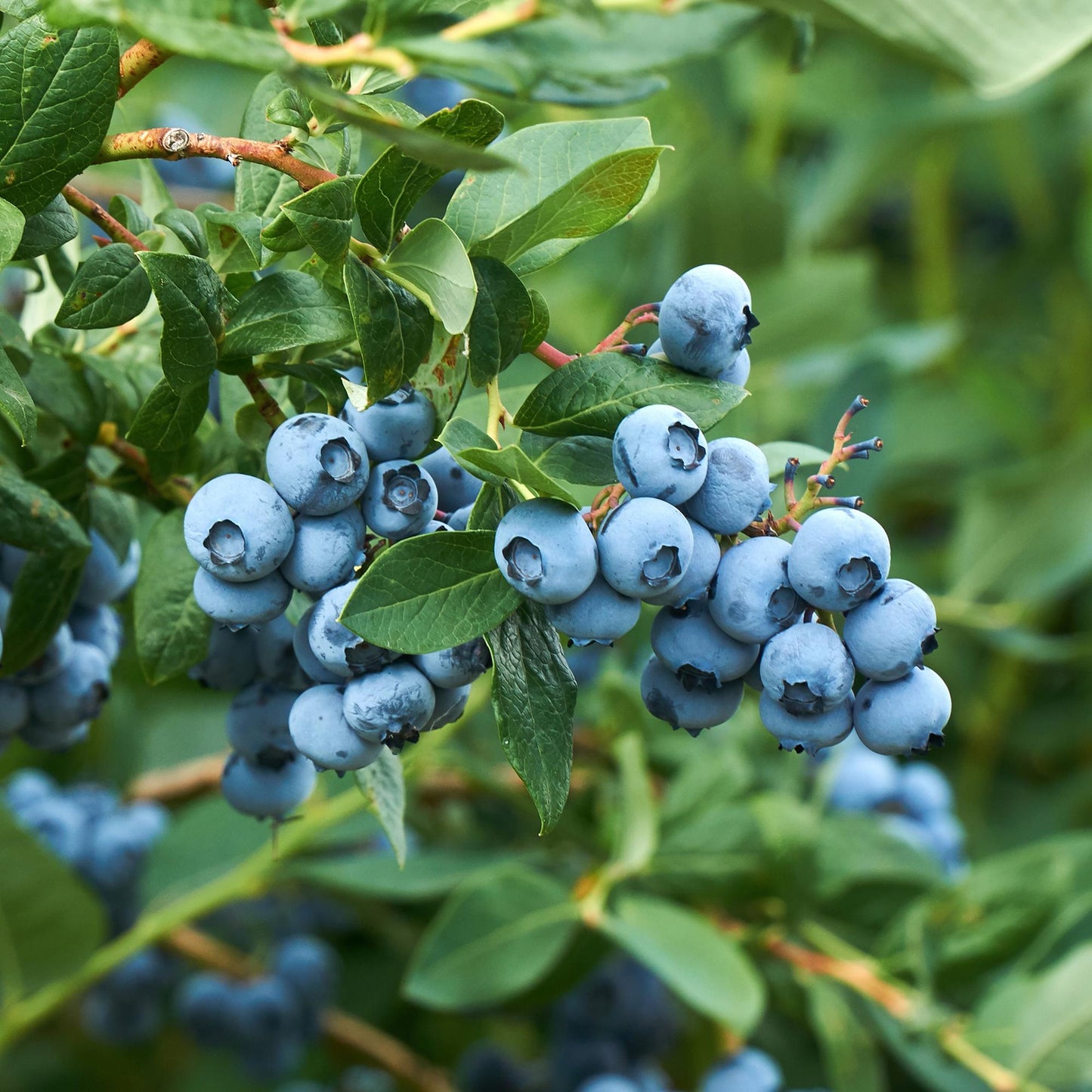 Green boutiQ - Fruitplant - Bosbes - Vaccinium corymbosum Goldtraube - Blauwe bes - Doornloos - 2 planten - Pot 11cm Hoogte 40cm