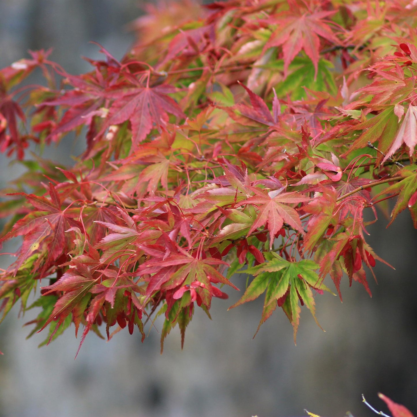 Green boutiQ - Terrasplant - Japanse Esdoorn - Acer palmatum Beni Maiko - Rood - 1 Plant - Bladverliezend - Pot 19cm Hoogte 70cm