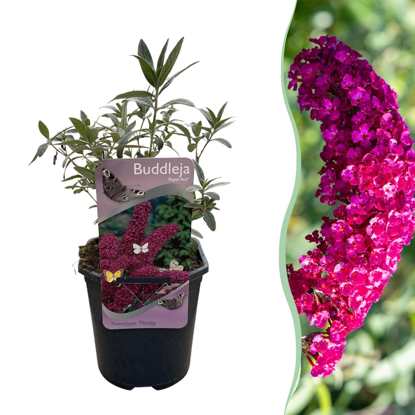 Green boutiQ - Vlinderstruik - Buddleja davidii Royal Red - Bloem Rood - 1 Plant - Bladverliezend - Vlinderlokkend - Pot 17cm Hoogte 25cm