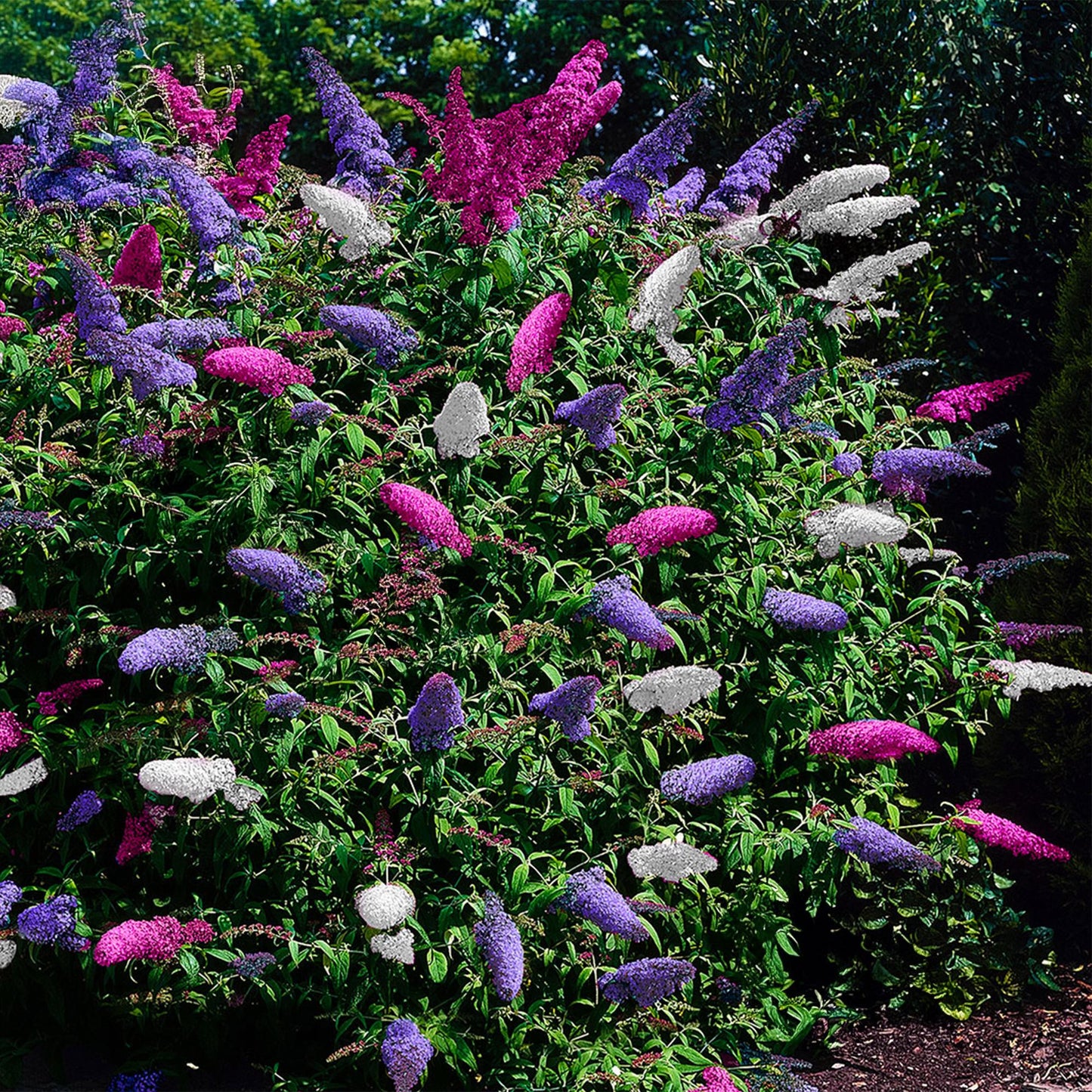 Green boutiQ - Vlinderstruik - Buddleja davidii Tricolour - Bloem Roze , Wit en Paars - 3 Planten - 1m2 - Bladverliezend - Vlinderlokkend - Pot 17cm Hoogte 30cm