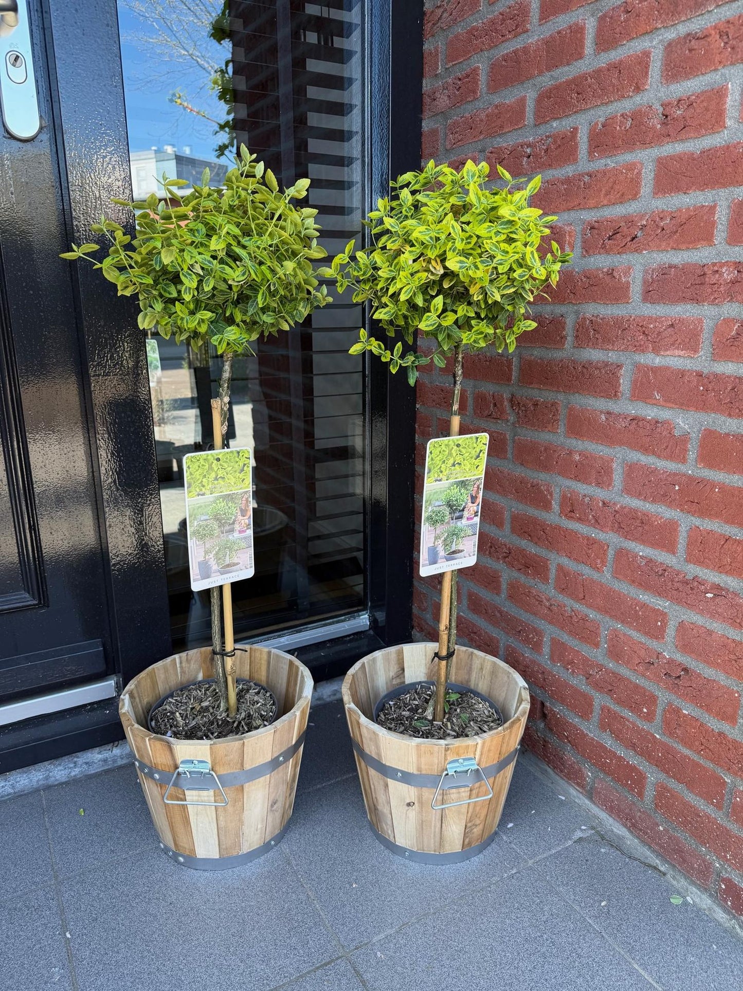 Green boutiQ - Tuinplant - Euonymus fortunei Emerald n Gold - Plant op stam - Terras Plant - Bladhoudend - Weinig Onderhoud - Pot 19cm Hoogte 90cm