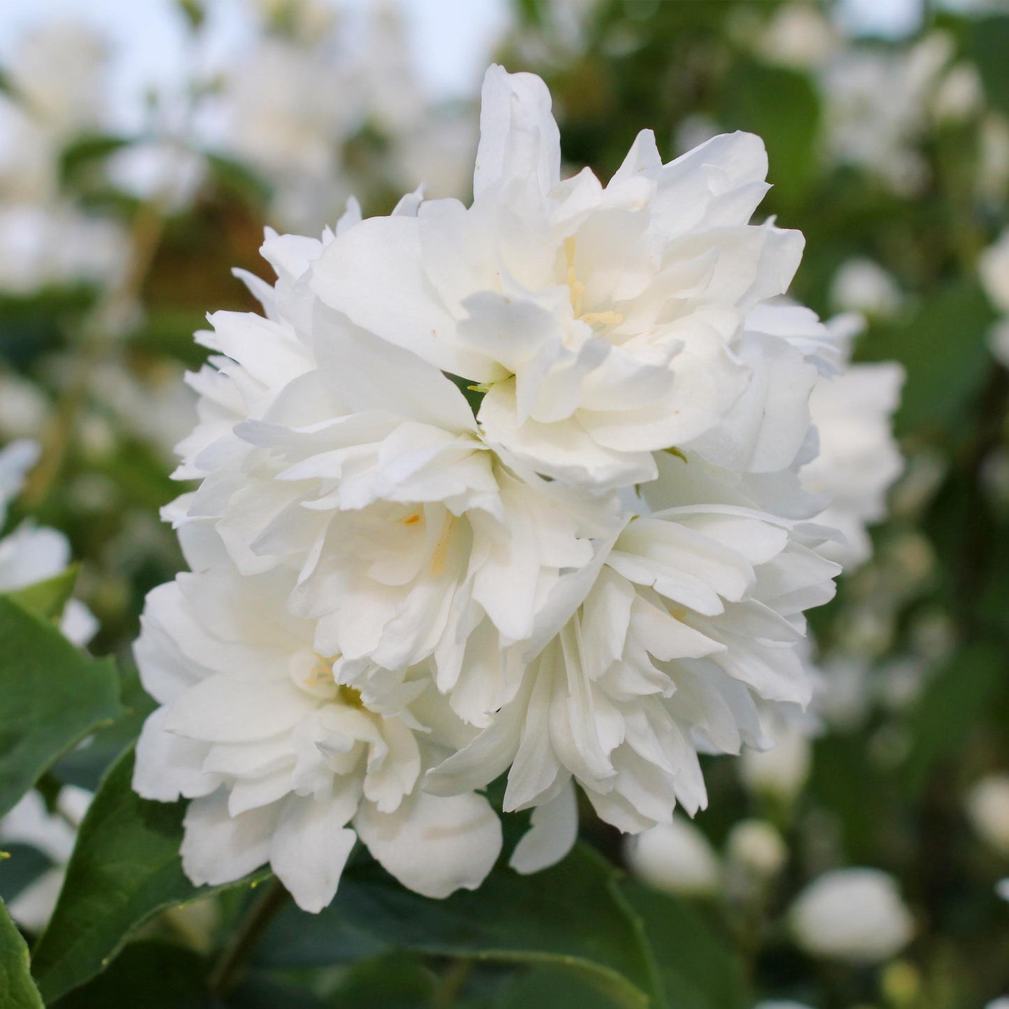 Green boutiQ - Boerenjasmijn - Philadelphus Snowbelle - Bloem Wit - 1 Plant - Bladverliezend - Weinig Onderhoud - Pot 17cm Hoogte 45cm