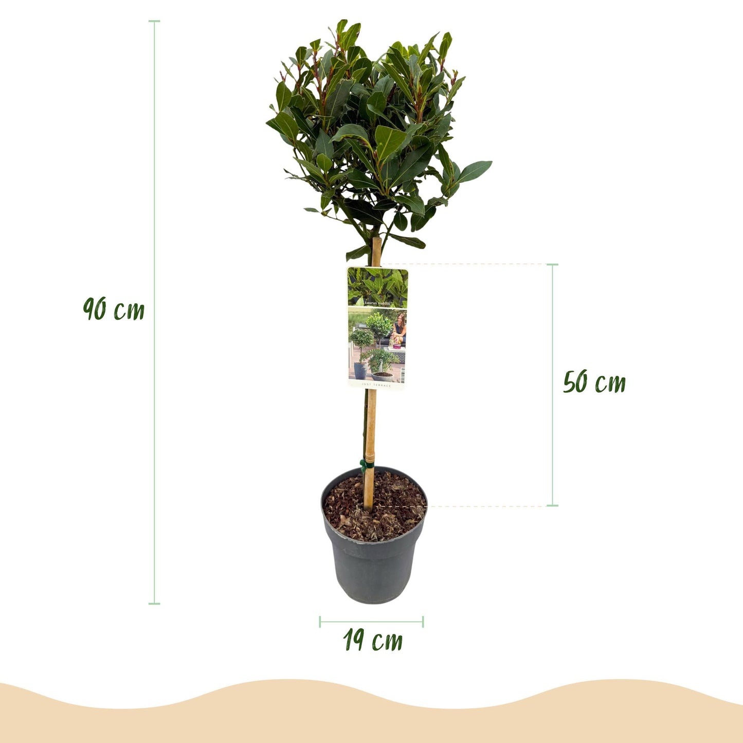 Green boutiQ - Tuinplant - Laurus nobilis - Plant op stam - Terras Plant - Bladhoudend - Weinig Onderhoud - Pot 19cm Hoogte 90cm