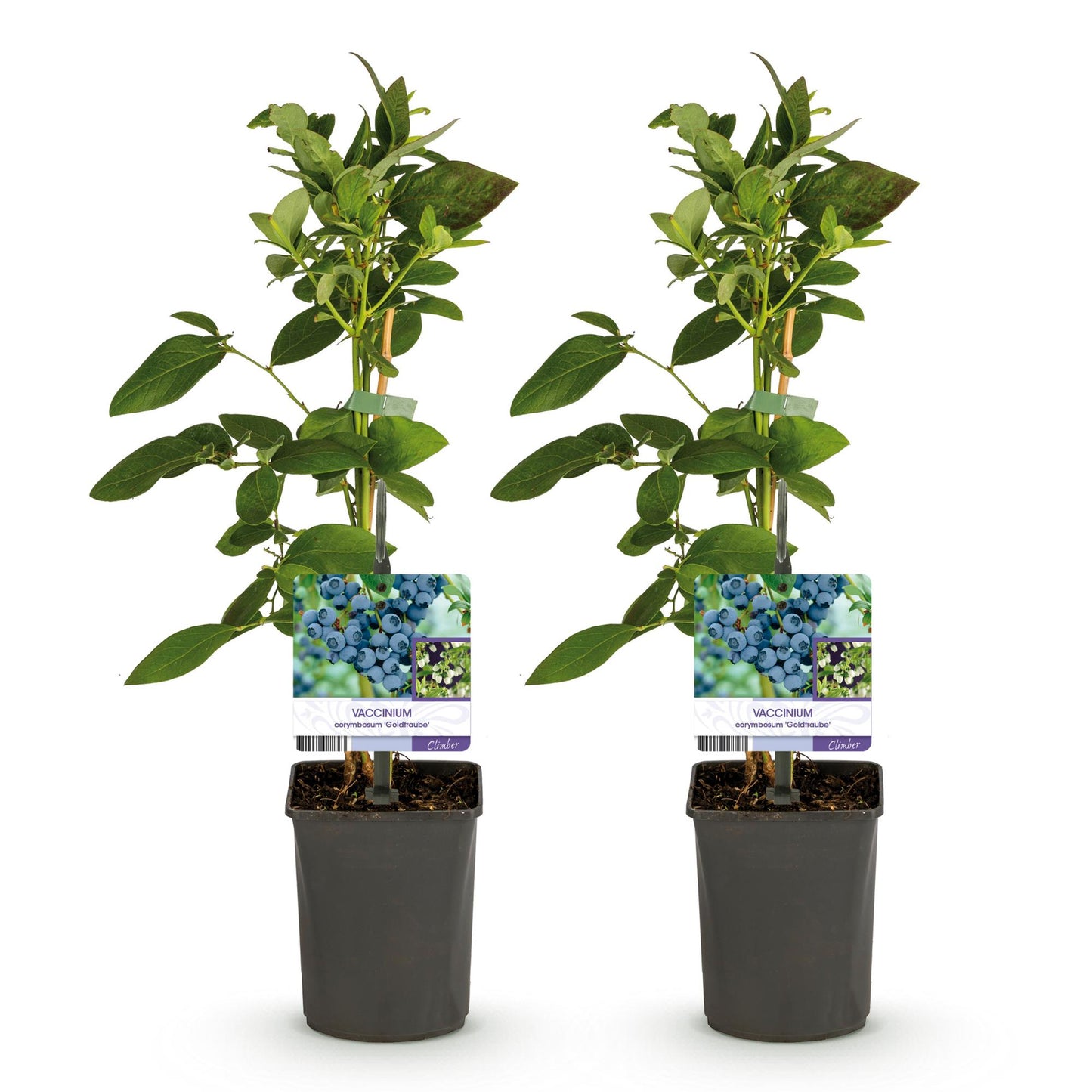 Green boutiQ - Fruitplant - Bosbes - Vaccinium corymbosum Goldtraube - Blauwe bes - Doornloos - 2 planten - Pot 11cm Hoogte 40cm
