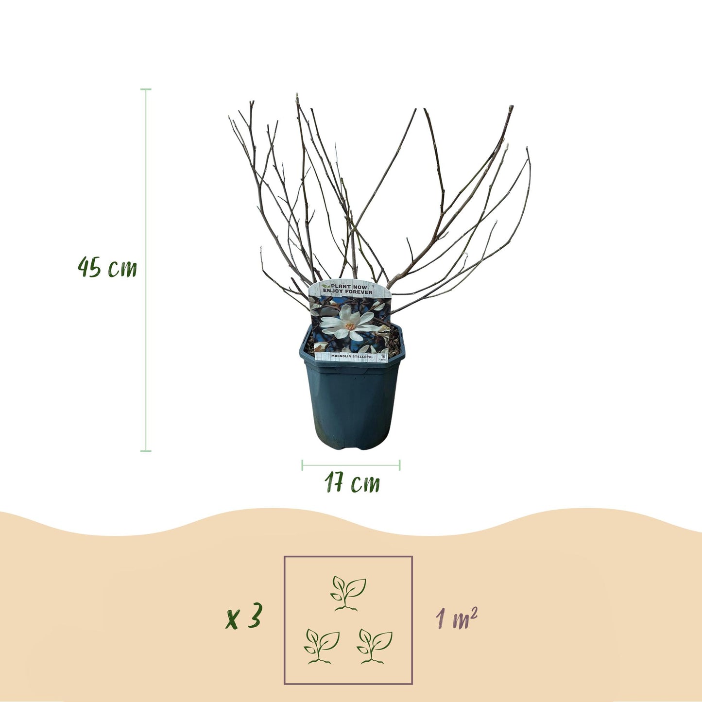 Green boutiQ - Heesters - Magnolia Stellata - Bloem Wit - 1 Plant - Bladverliezend - Weinig Onderhoud - Pot 17cm Hoogte 45cm