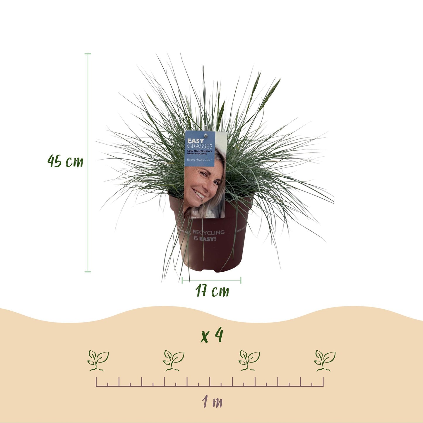 Green boutiQ - Siergrassen - Festuca glauca Intense Blue - Blauw - 4 Planten - Bladhoudend - Weinig Onderhoud - Pot 17cm Hoogte 50cm