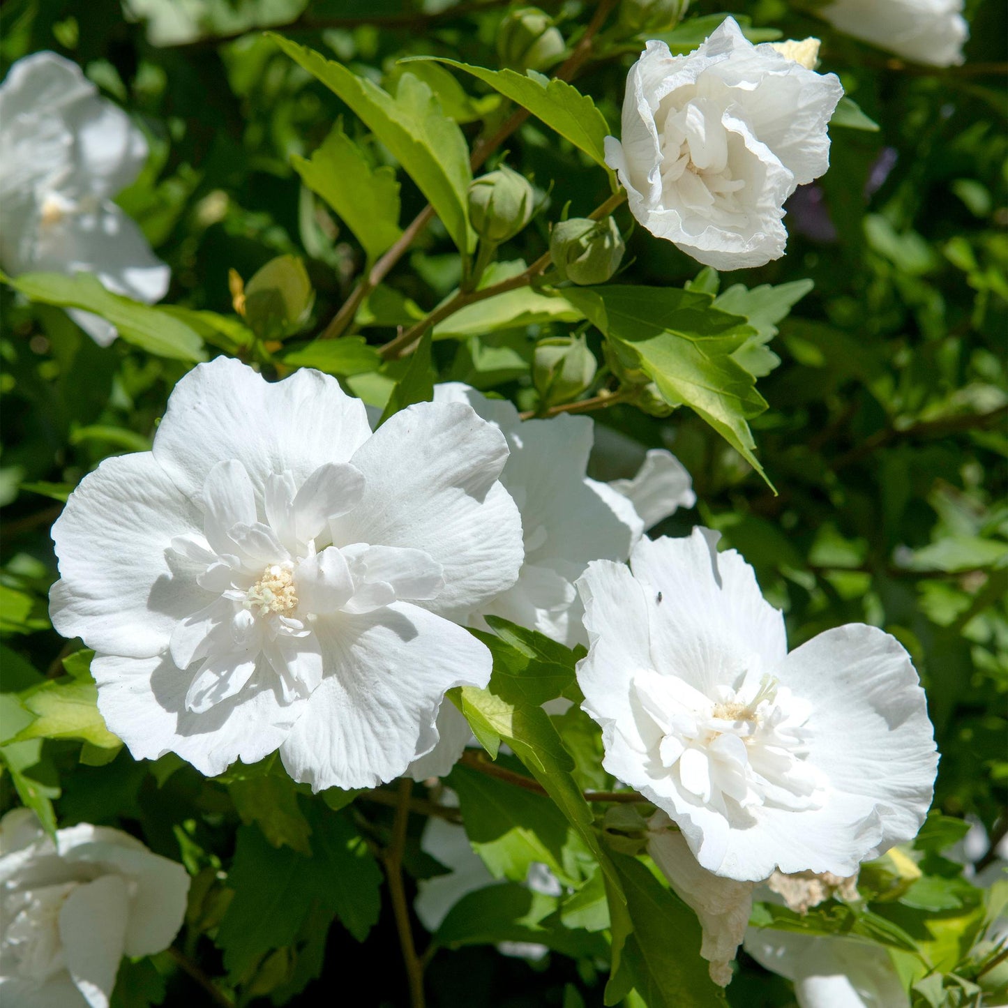 Green boutiQ - Tuinplant - Hibiscus syriacus White Chiffon® - Plant op stam - Terras Plant - Bladverliezend - Weinig Onderhoud - Pot 19cm Hoogte 90cm