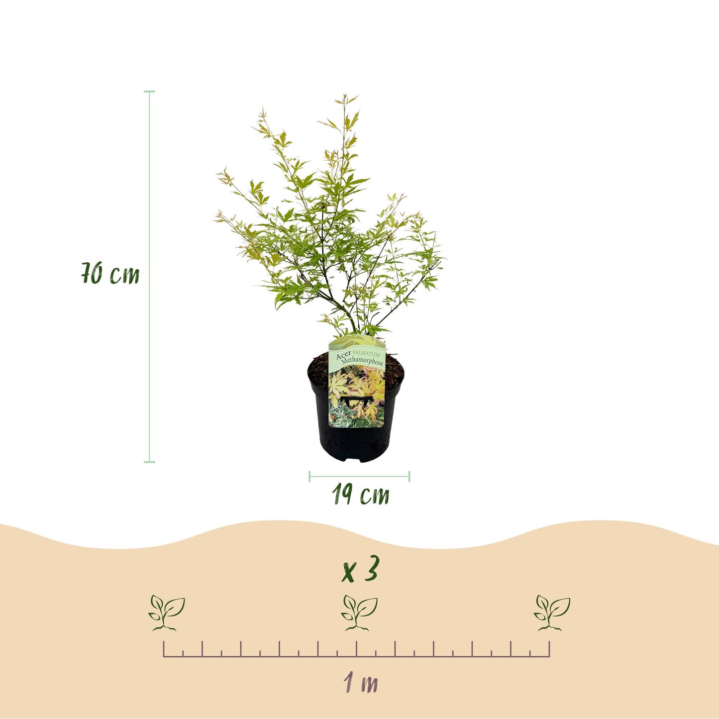 Green boutiQ - Terrasplant - Japanse Esdoorn - Acer palmatum Methamorphosa - Groen - 1 Plant - Bladverliezend - Pot 19cm Hoogte 70cm