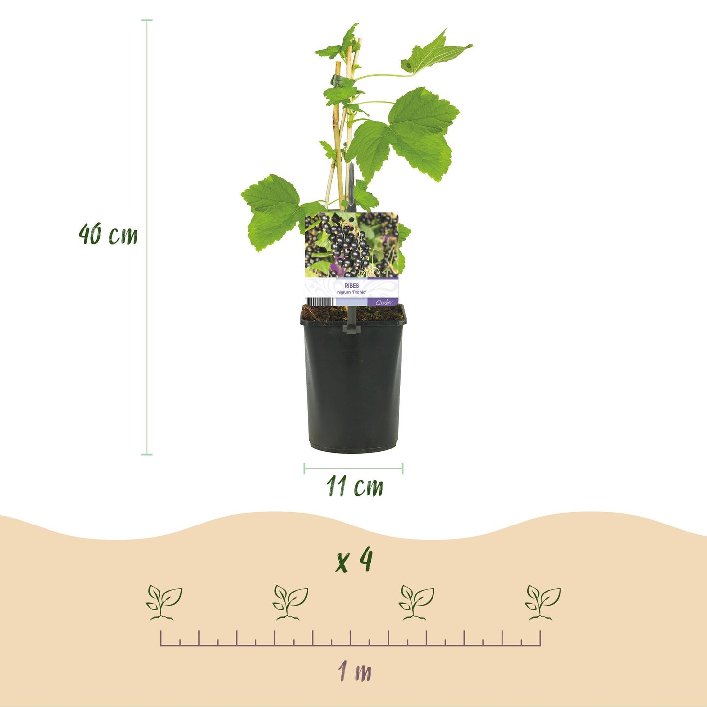 Green boutiQ - Fruitplant - Zwarte bes - Ribes nigrum Titania - Zwarte Bes - 2 planten - Pot 11cm Hoogte 40cm