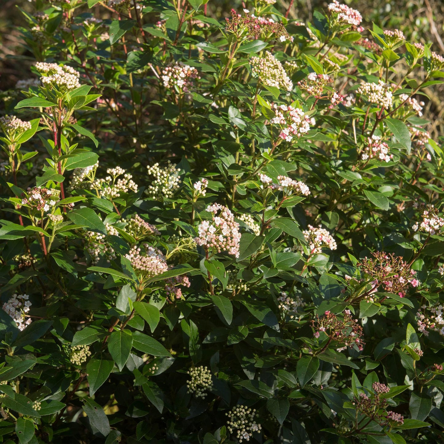 Green boutiQ - Tuinplant - Viburnum tinus Eve Price - Plant op stam - Terras Plant - Bladhoudend - Weinig Onderhoud - Pot 19cm Hoogte 90cm