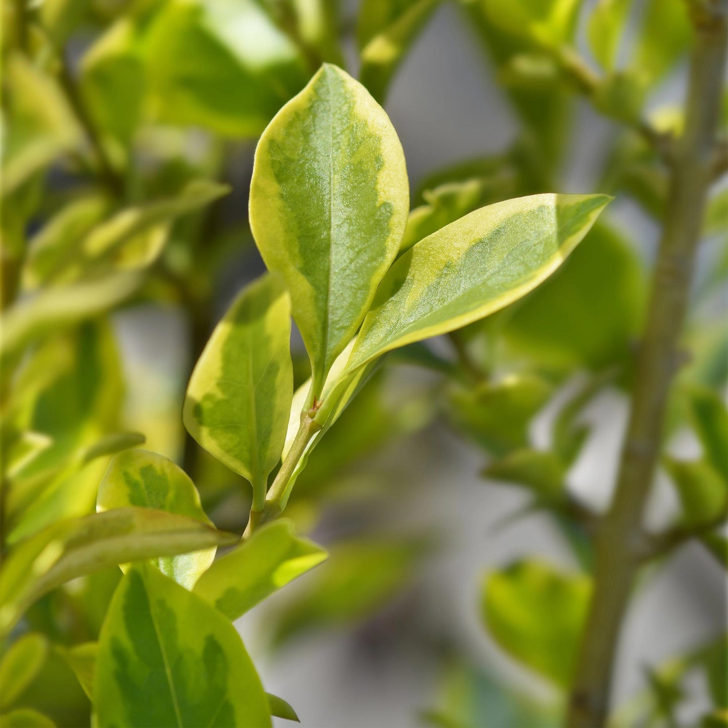 Green boutiQ - Haagplanten - Ligustrum ovalifolium Aureum - blad geel groen - 8 planten - 1 strekkende meter - groenblijvend - pot 9cm hoogte 35-40cm