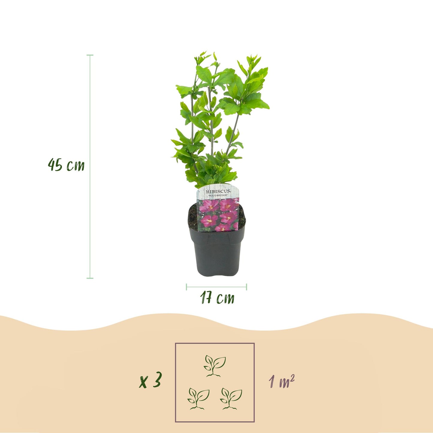 Green boutiQ - Heesters - Hibiscus syriacus Tricolour - Bloem Roze, Wit en Blauw - 3 Planten - Bladverliezend - Weinig Onderhoud - Pot 17cm Hoogte 45cm