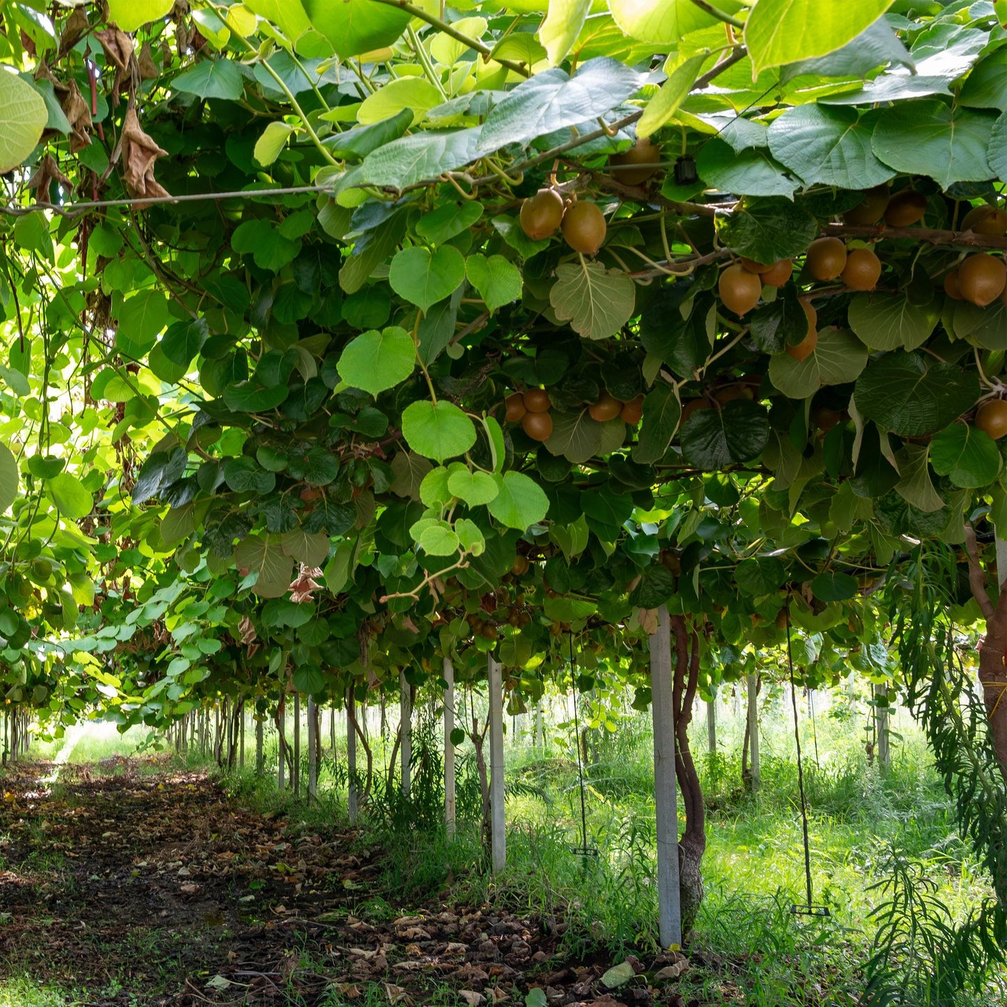 Green boutiQ - Fruitplant - Groene Kiwi - Actinidia deliciosa Jenny - Groene Vrucht - 2 planten - Pot 15cm Hoogte 50cm