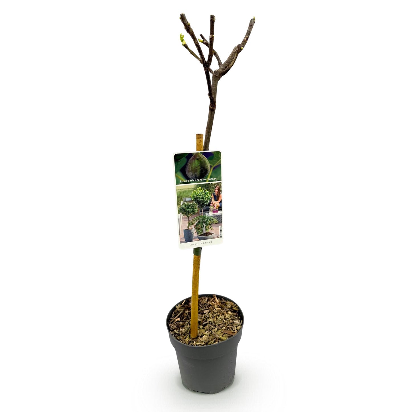 Green boutiQ - Tuinplant - Ficus carica Brown Turkey - Plant op stam - Terras Plant - Bladverliezend - Weinig Onderhoud - Pot 19cm Hoogte 90cm