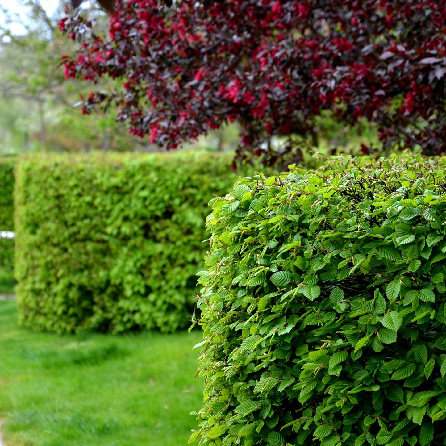Green boutiQ - Haagplanten - Carpinus betulus - blad groen - 6 planten - 1 strekkende meter - bladverliezend - pot 17cm hoogte 55cm