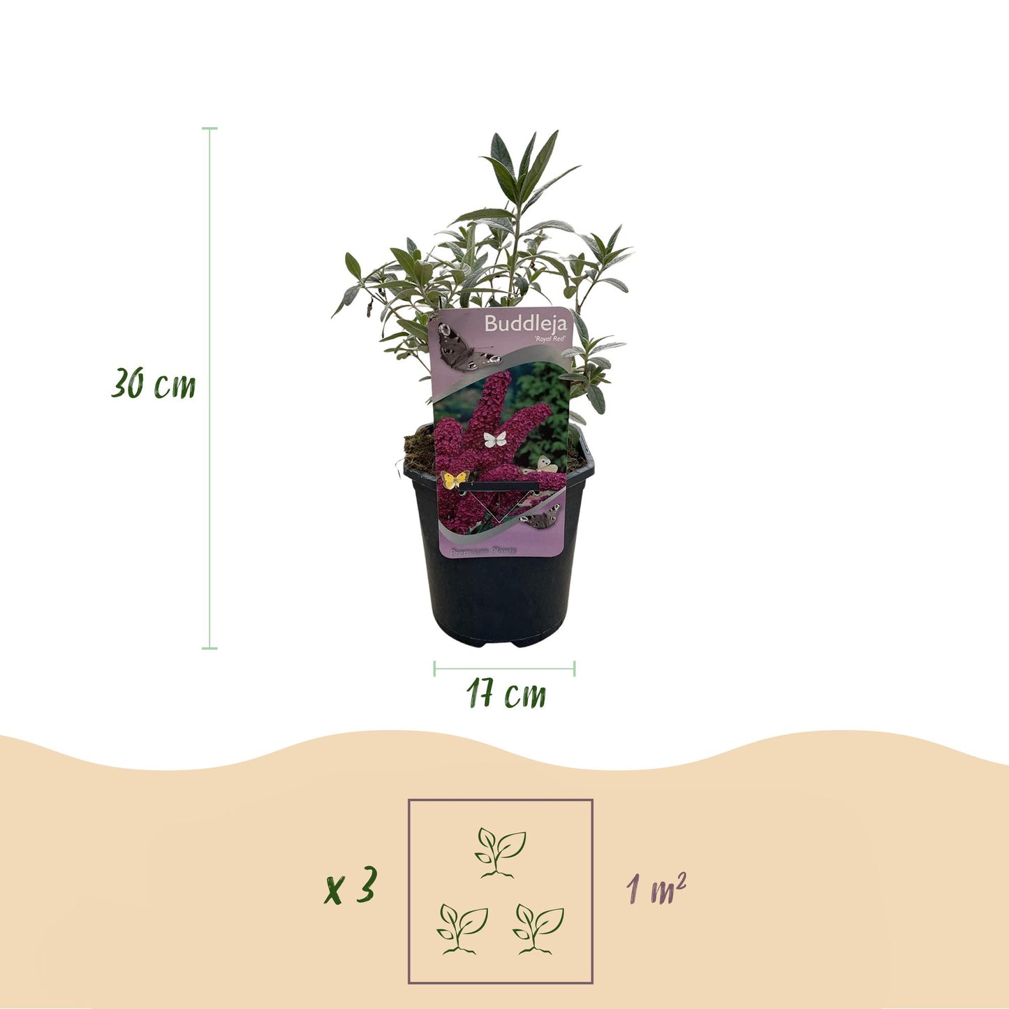 Green boutiQ - Vlinderstruik - Buddleja davidii Royal Red - Bloem Rood - 1 Plant - Bladverliezend - Vlinderlokkend - Pot 17cm Hoogte 25cm