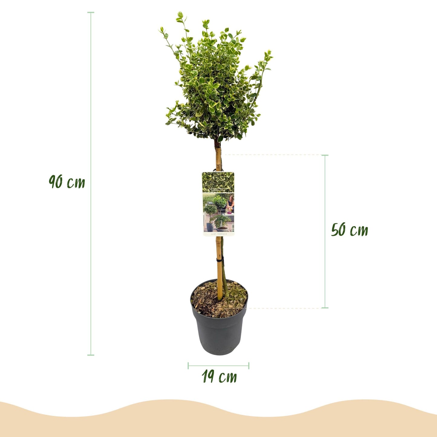 Green boutiQ - Tuinplant - Euonymus fortunei Emerald Gaiety - Plant op stam - Terras Plant - Bladhoudend - Weinig Onderhoud - Pot 19cm Hoogte 90cm