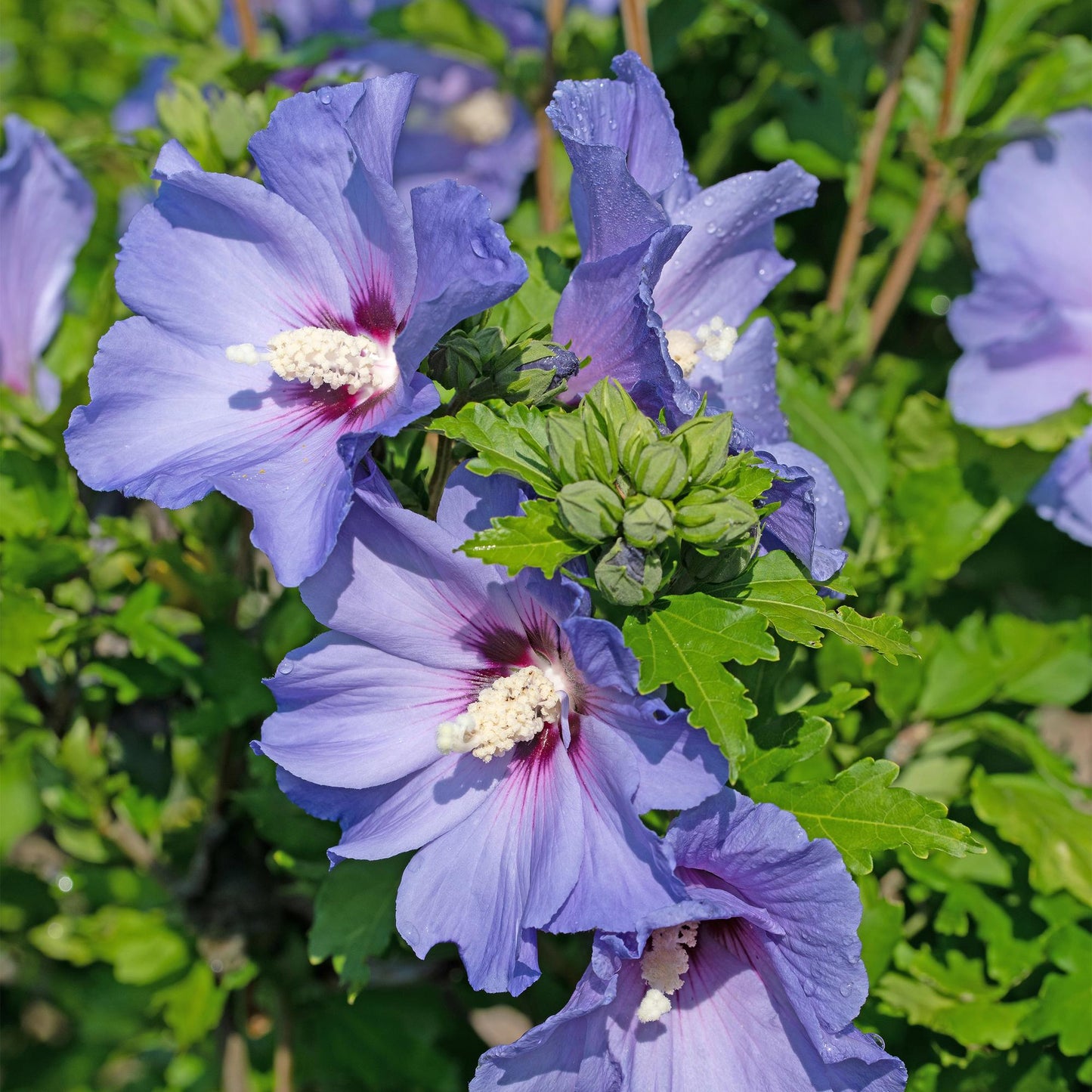 Green boutiQ - Heesters - Hibiscus syriacus Oiseau Blue - Bloem Blauw - 1 Plant - Bladverliezend - Weinig Onderhoud - Pot 17cm Hoogte 45cm