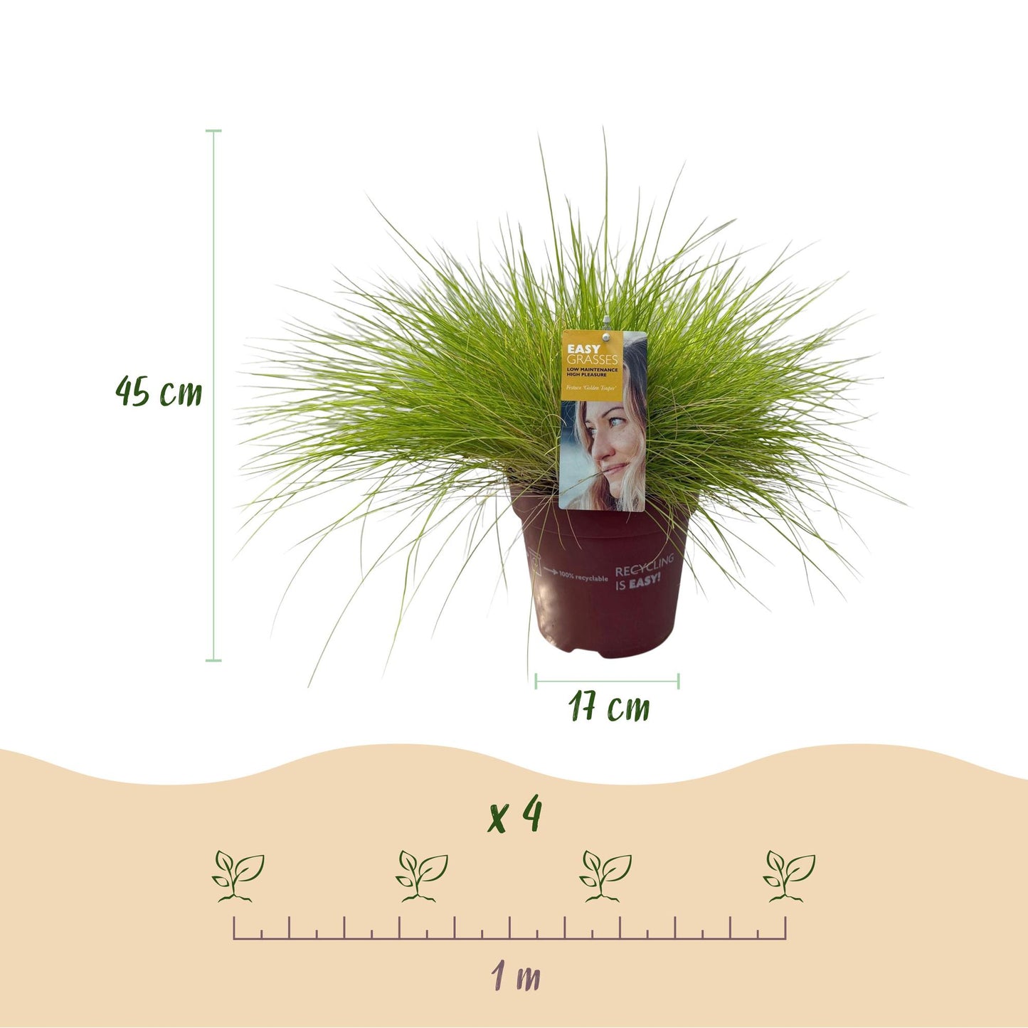 Green boutiQ - Siergrassen - Festuca glauca Golden Toupee - Geel - 4 Planten - Bladhoudend - Weinig Onderhoud - Pot 17cm Hoogte 50cm