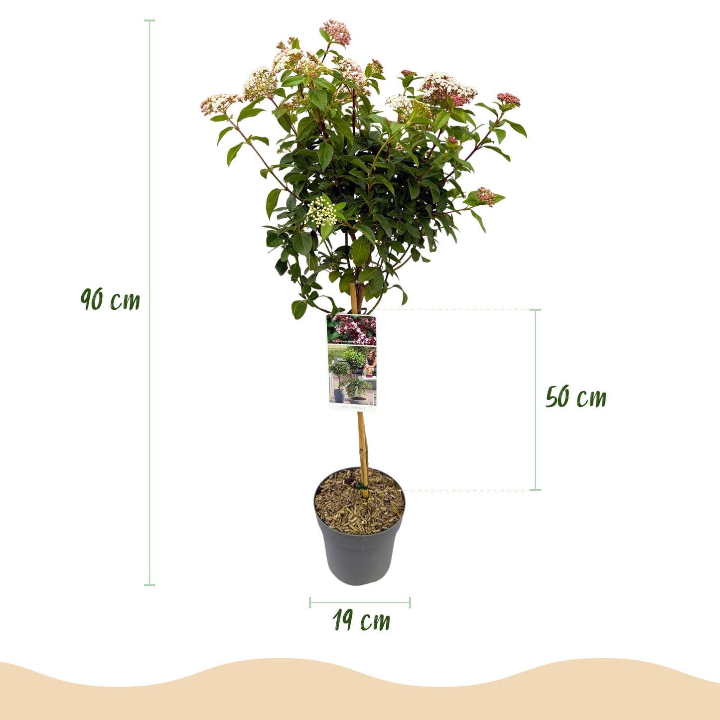 Green boutiQ - Tuinplant - Viburnum tinus - Plant op stam - Terras Plant - Bladhoudend - Weinig Onderhoud - Pot 19cm Hoogte 90cm