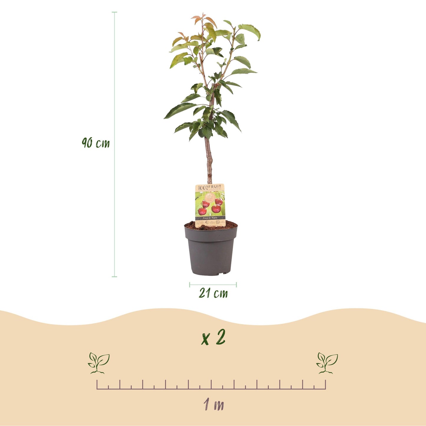 Green boutiQ - Fruitplant - Kersenboom - Prunus avium Regina - Rode kers - Pot 21cm Hoogte 90cm
