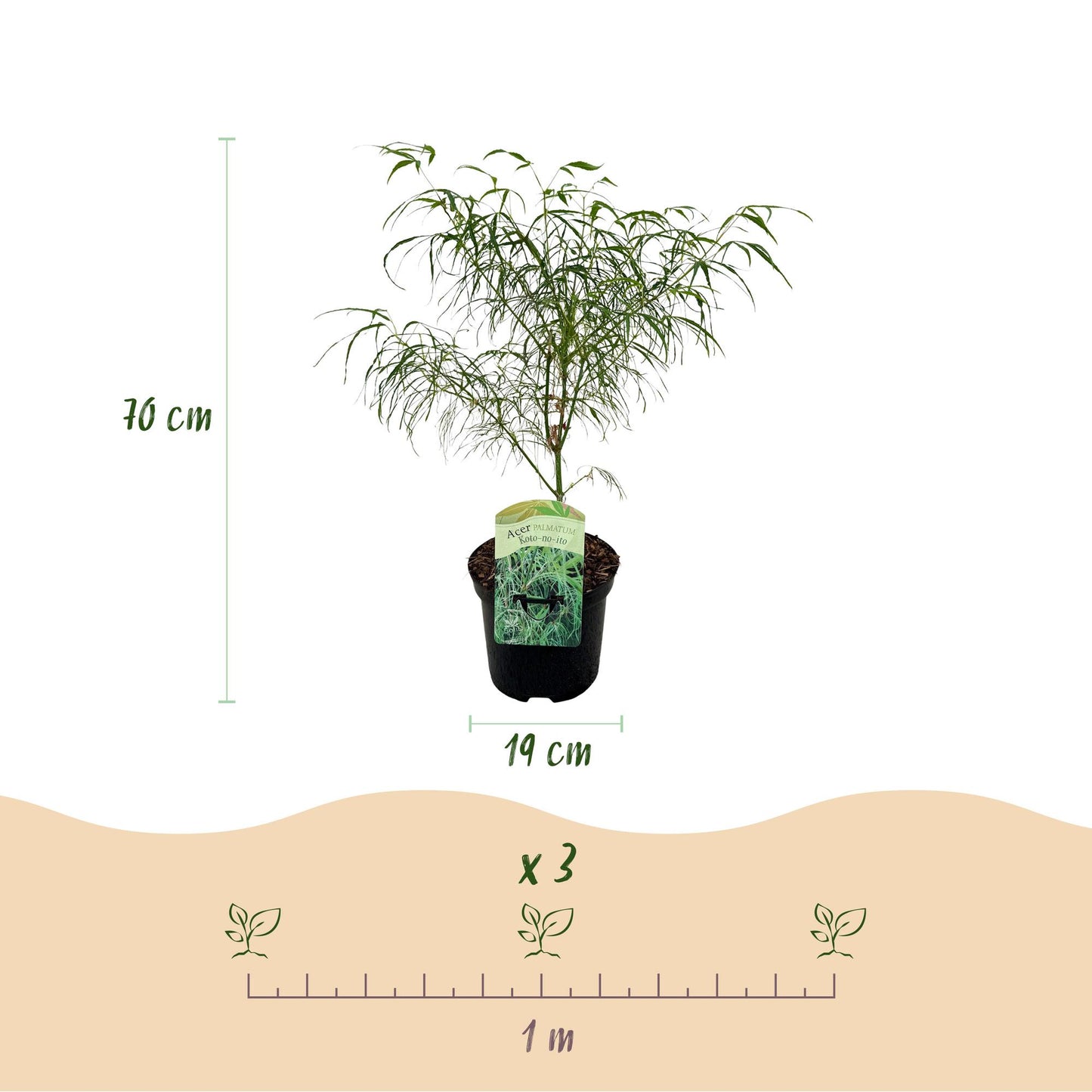 Green boutiQ - Terrasplant - Japanse Esdoorn - Acer palmatum Koto-no-ito - Groen - 1 Plant - Bladverliezend - Pot 19cm Hoogte 70cm