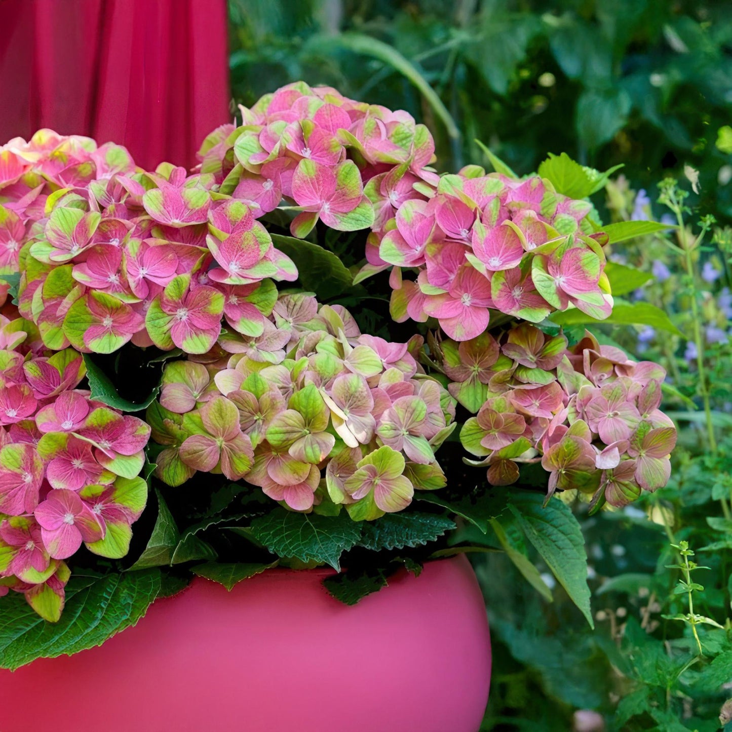Green boutiQ - Terrasplant - Hortensia - Hydrangea Magical Green Fire - Roze Groen - 6-10 Bloemen - Pot 23cm Hoogte 55cm
