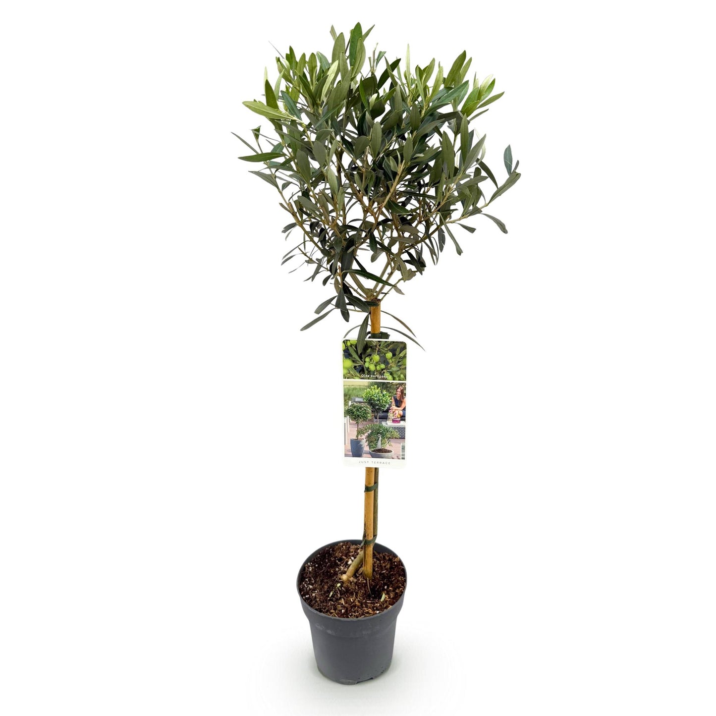 Green boutiQ - Tuinplant - Olea Europaea - Plant op stam - Terras Plant - Bladhoudend - Weinig Onderhoud - Pot 19cm Hoogte 90cm