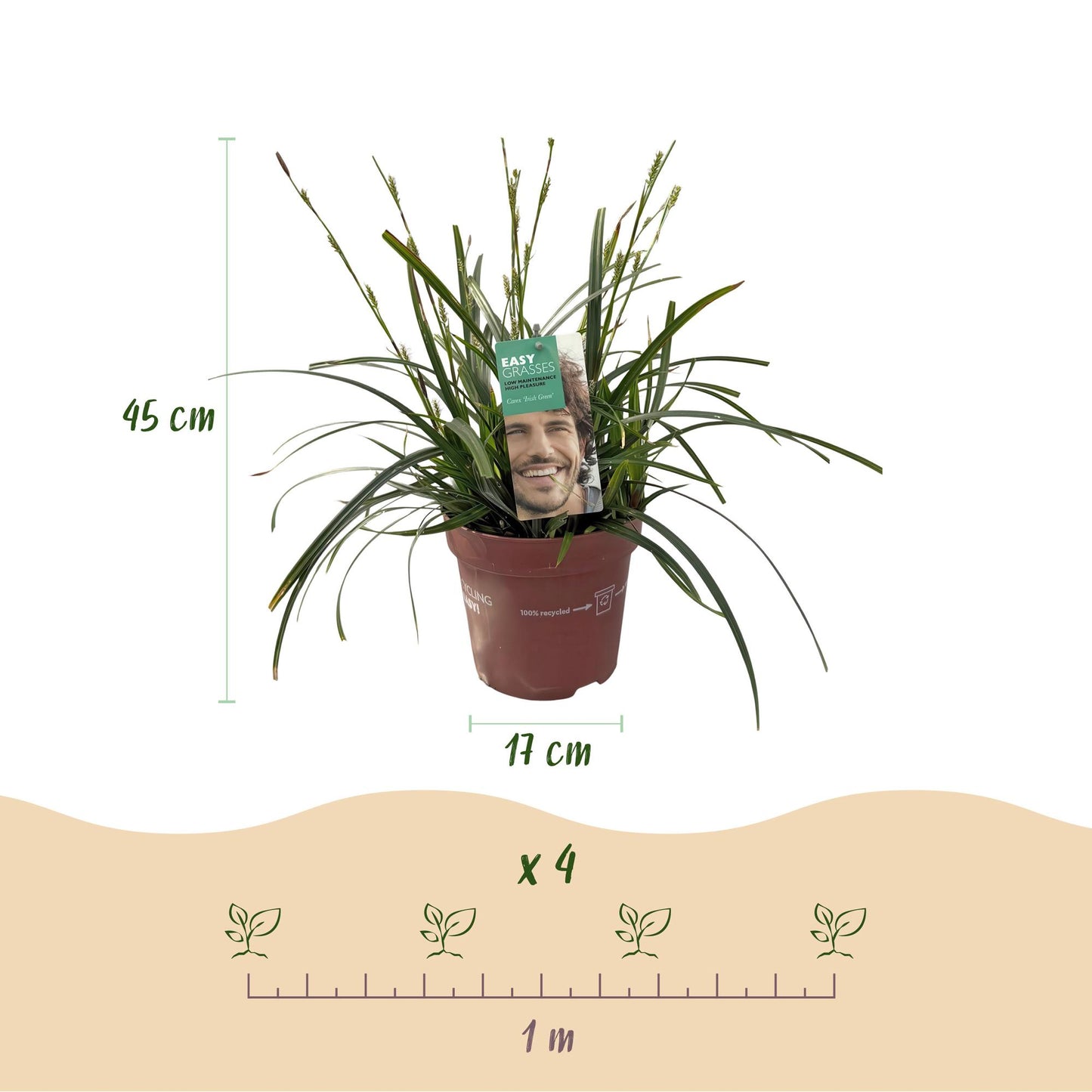 Green boutiQ - Siergrassen - Carex oshimensis Intense Green - Groen - 4 Planten - Bladhoudend - Weinig Onderhoud - Pot 17cm Hoogte 50cm