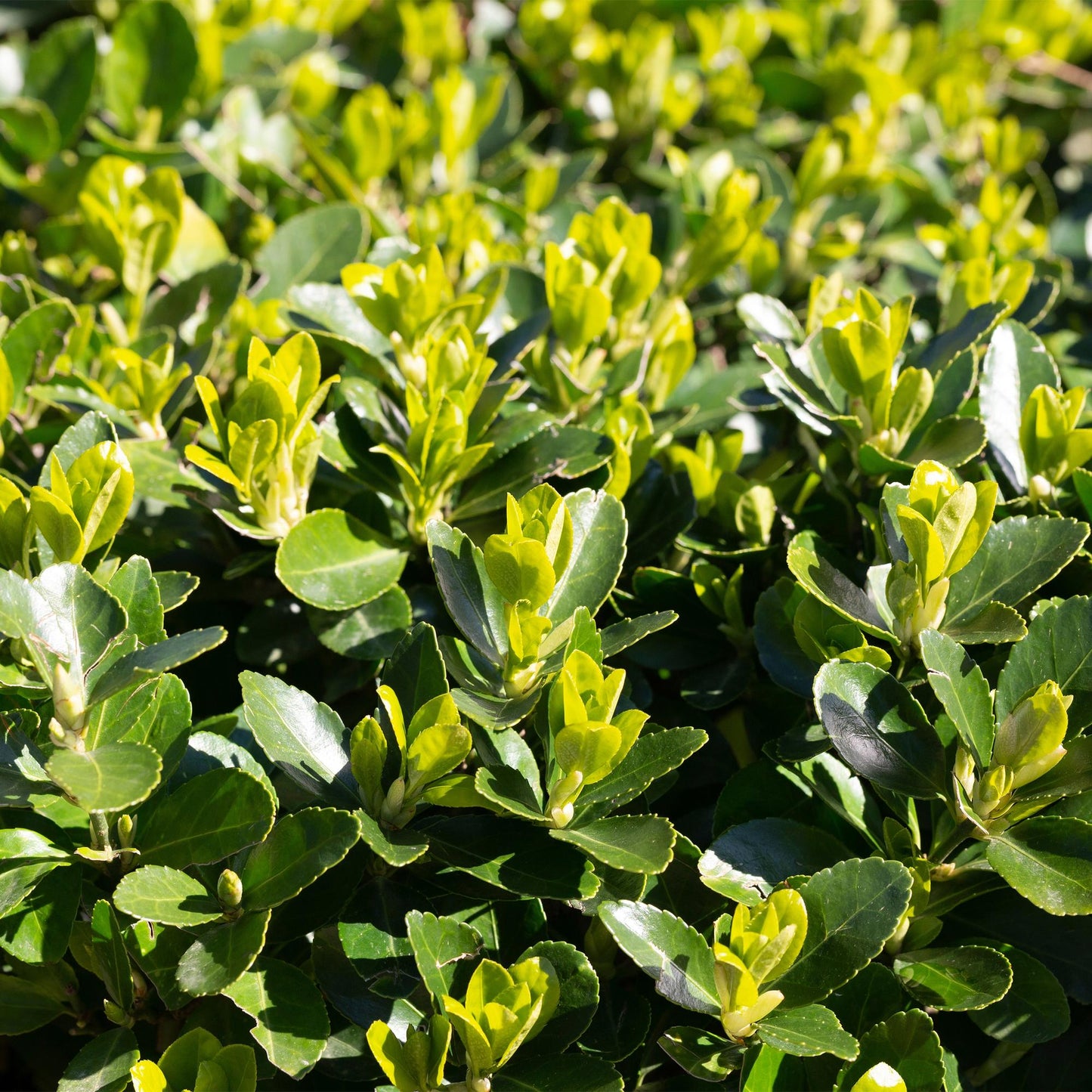 Green boutiQ - Haagplanten - Euonymus japonica Green Spire - blad groen - 6 planten - 1 strekkende meter - groenblijvend - pot 17cm hoogte 40cm