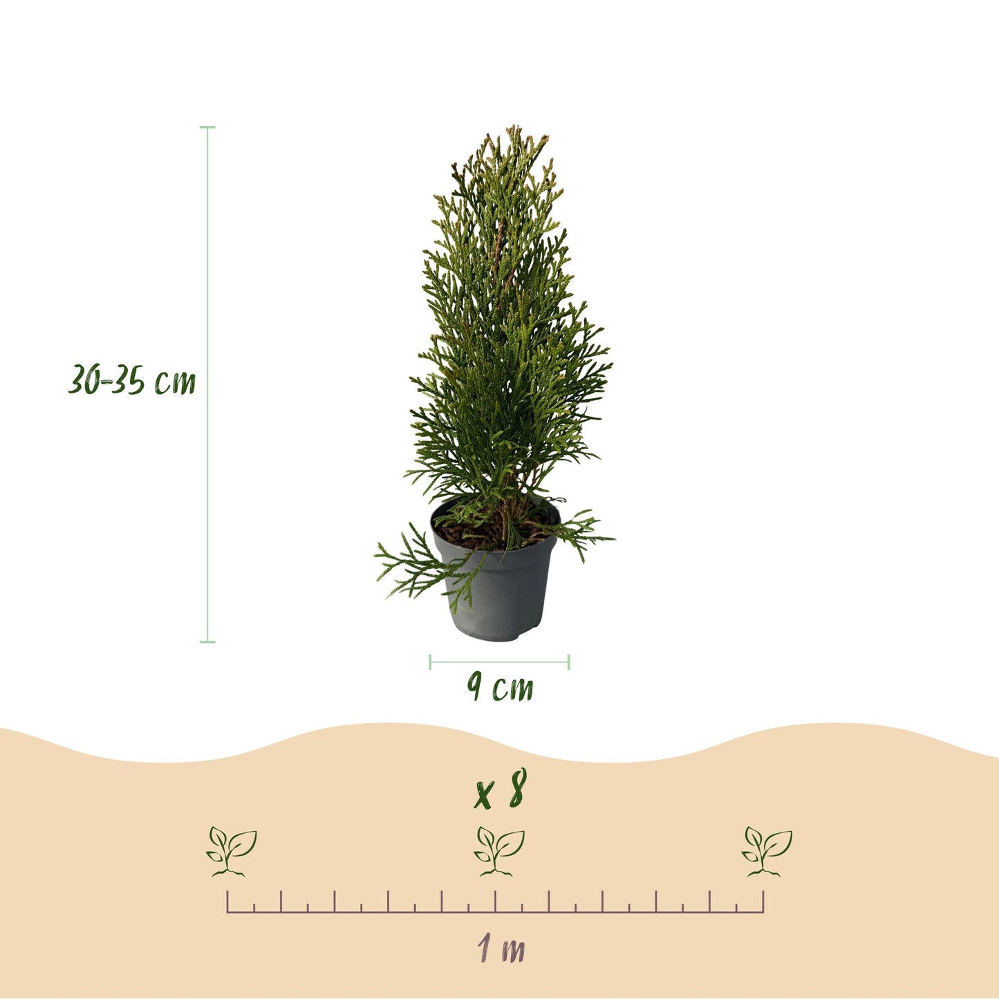 Green boutiQ - Haagplanten - Thuja occidentalis Smaragd - blad groen - 8 planten - 1 strekkende meter - groenblijvend - pot 9cm hoogte 30-35cm