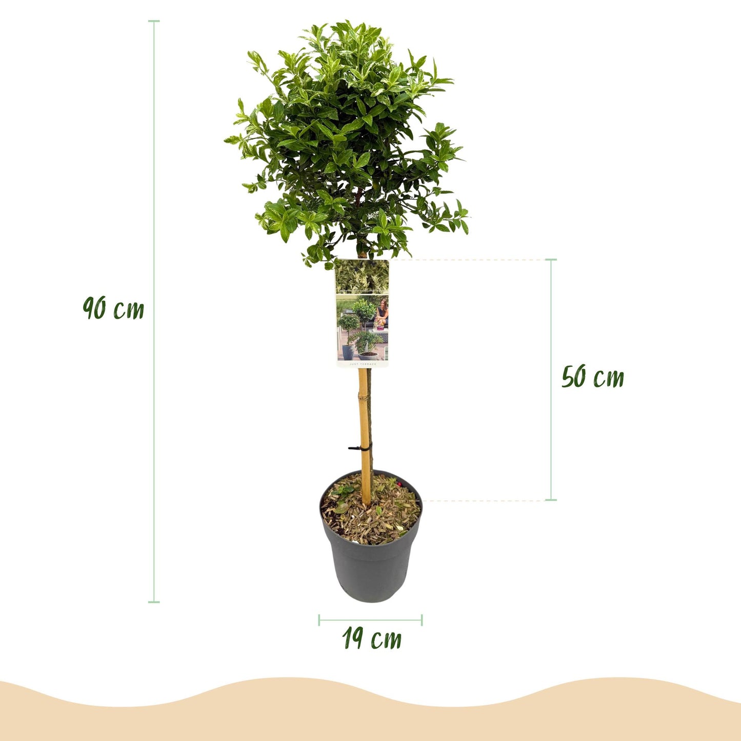 Green boutiQ - Tuinplant - Euonymus fortunei Harlequin - Plant op stam - Terras Plant - Bladhoudend - Weinig Onderhoud - Pot 19cm Hoogte 90cm