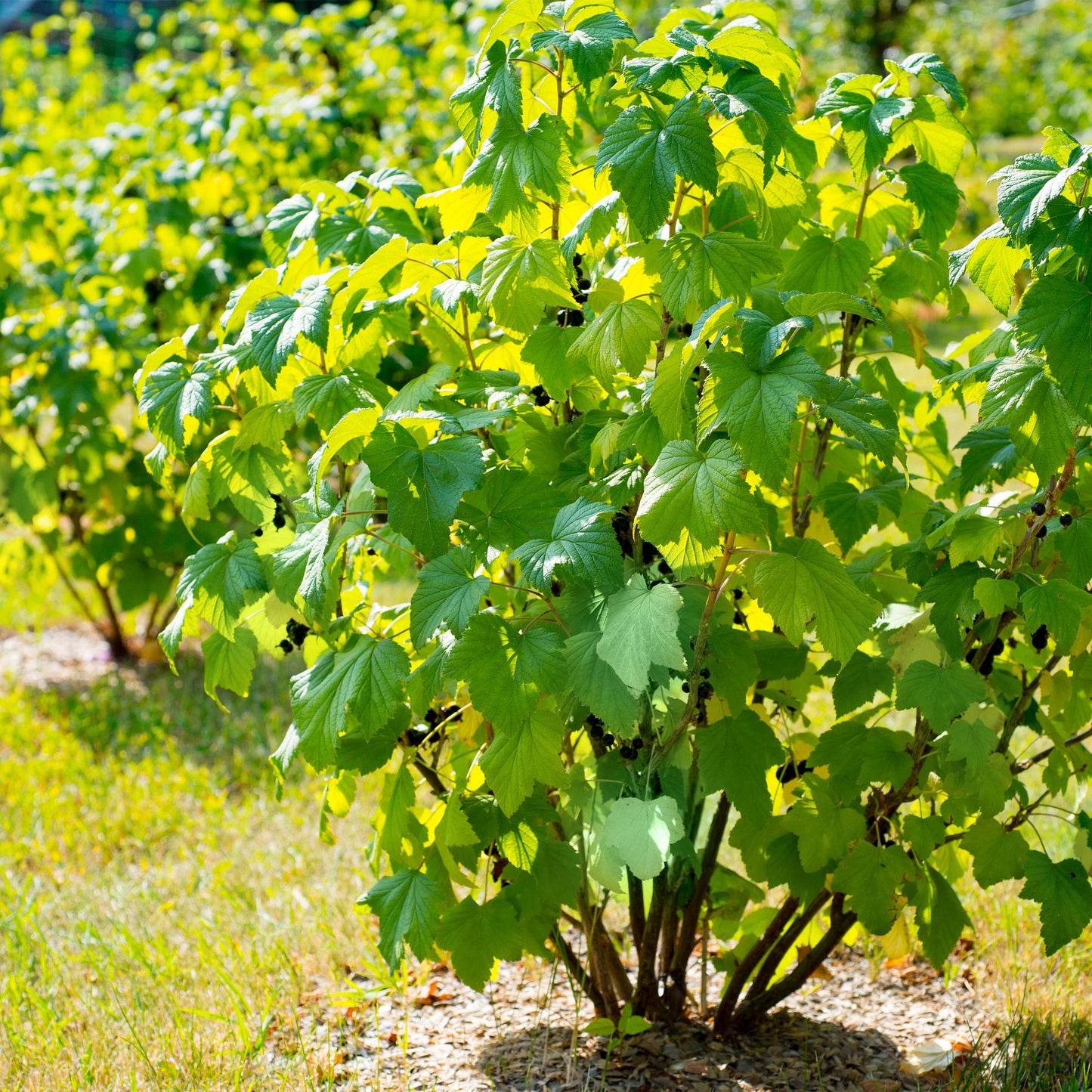 Green boutiQ - Fruitplant - Zwarte bes - Ribes nigrum Titania - Zwarte Bes - 2 planten - Pot 11cm Hoogte 40cm