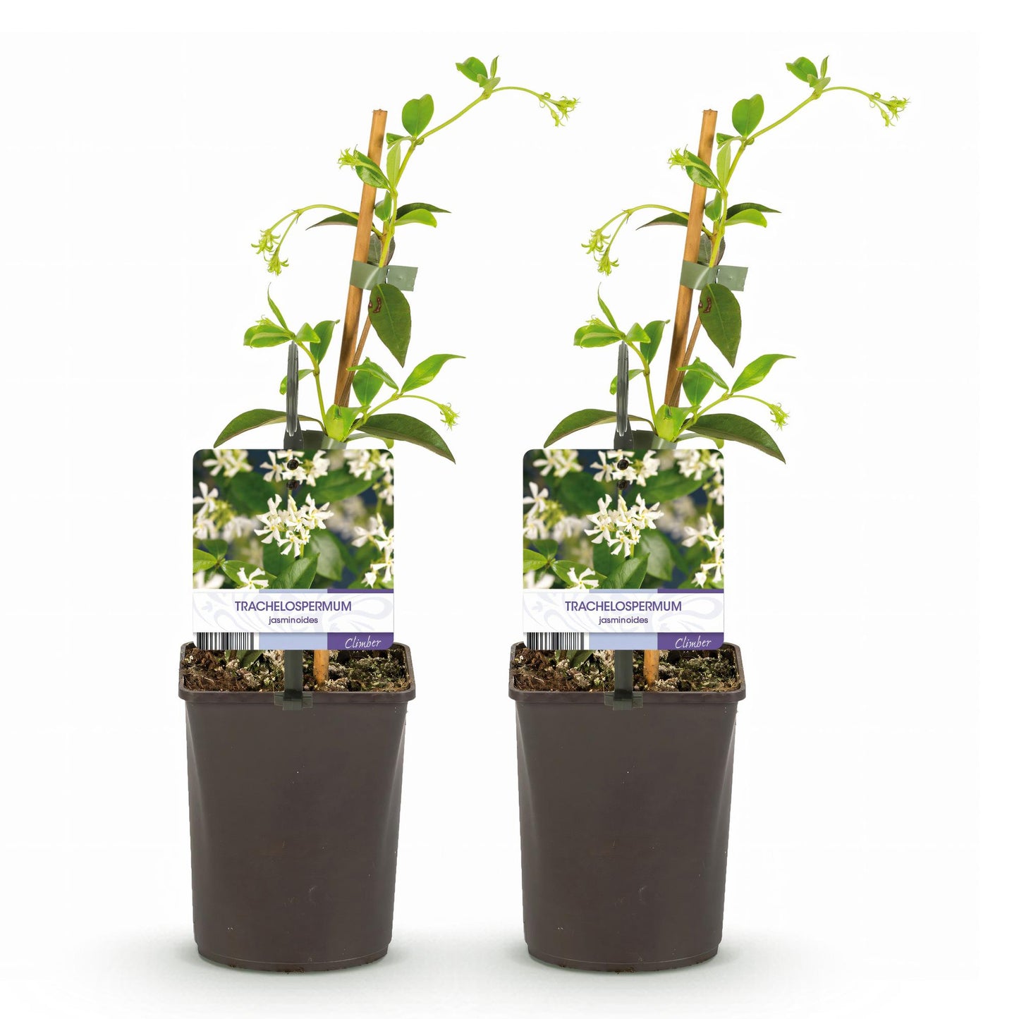 Green boutiQ - Toscaanse jasmijn - Trachelospermum jasminoides - Bloem Wit - Groenblijvend - 2 planten - Pot 11cm Hoogte 40cm