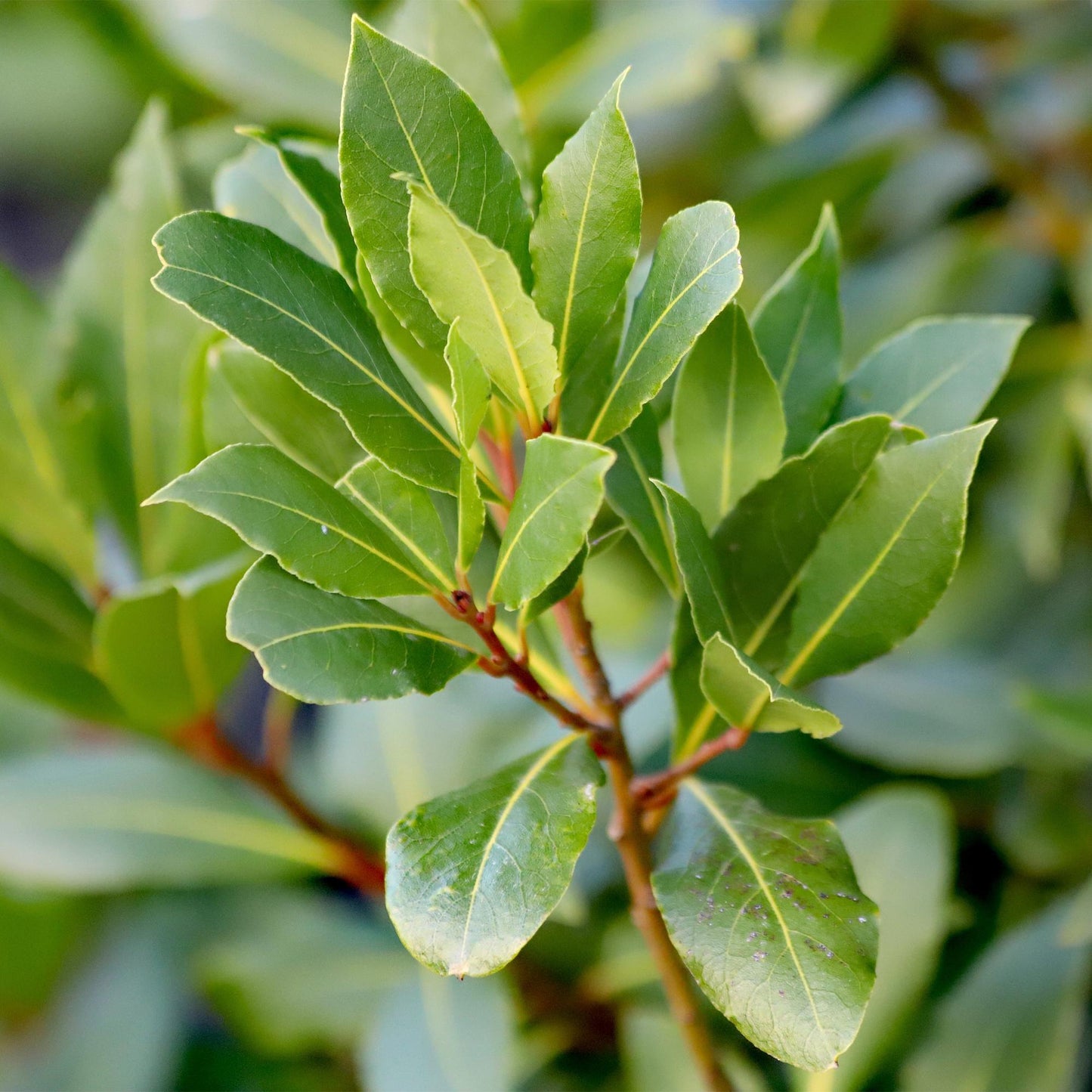 Green boutiQ - Tuinplant - Laurus nobilis - Plant op stam - Terras Plant - Bladhoudend - Weinig Onderhoud - Pot 19cm Hoogte 90cm