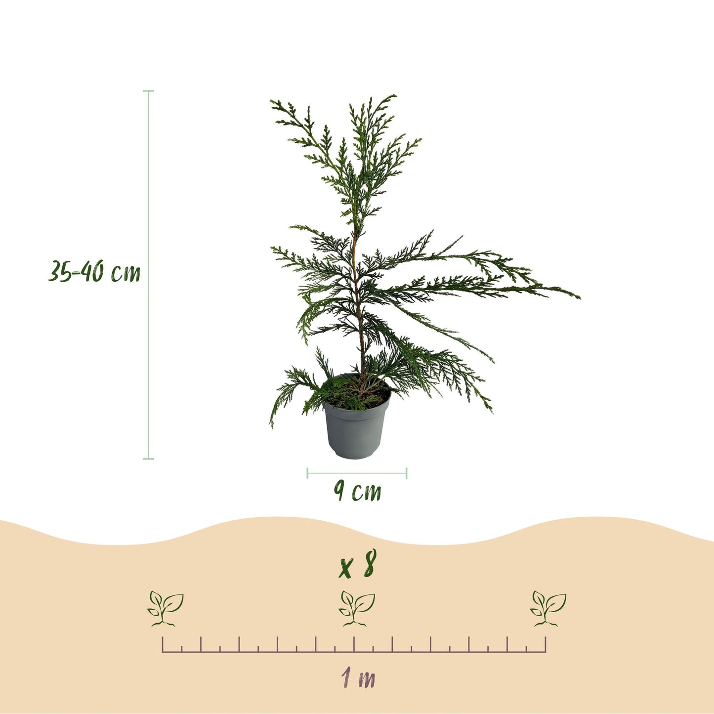 Green boutiQ - Haagplanten - Cupressocyparis leylandii - blad groen - 8 planten - 1 strekkende meter - groenblijvend - pot 9cm hoogte 35-40cm