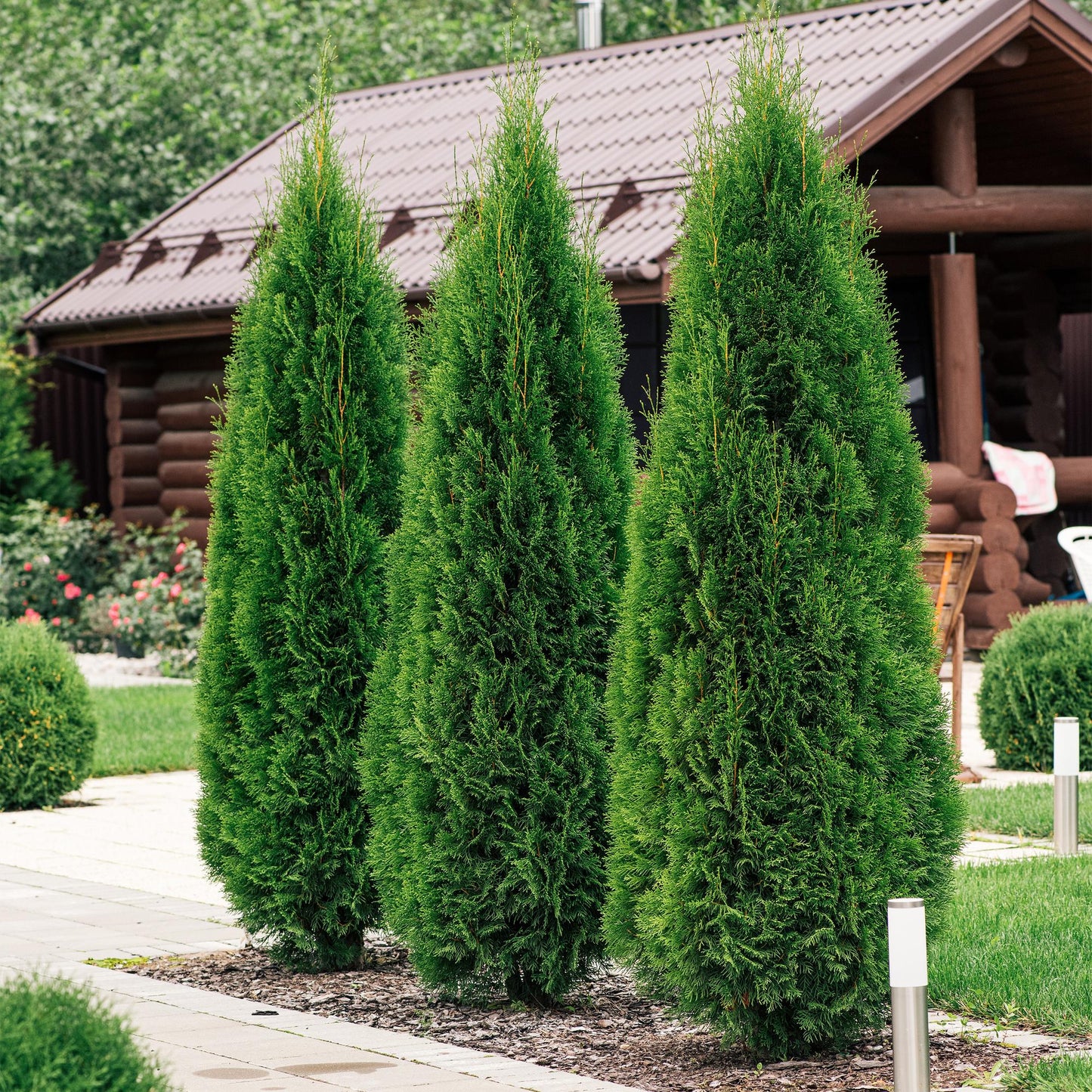 Green boutiQ - Haagplanten - Thuja occidentalis Smaragd - blad groen - 6 planten - 1 strekkende meter - groenblijvend - pot 17cm hoogte 60cm