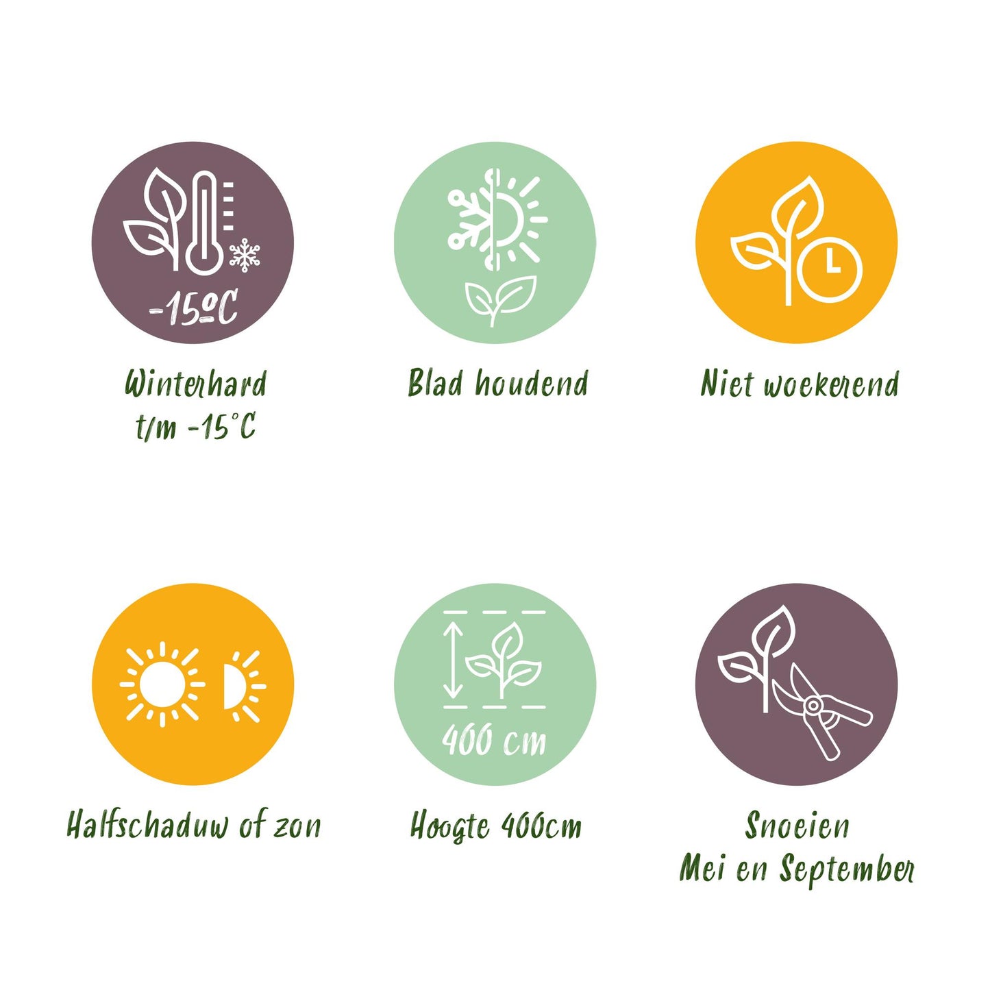 Green boutiQ - Haagplanten - Ligustrum ovalifolium Aureum - blad geel groen - 8 planten - 1 strekkende meter - groenblijvend - pot 9cm hoogte 35-40cm