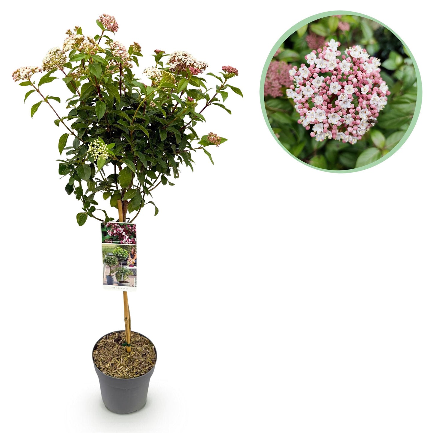 Green boutiQ - Tuinplant - Viburnum tinus Eve Price - Plant op stam - Terras Plant - Bladhoudend - Weinig Onderhoud - Pot 19cm Hoogte 90cm