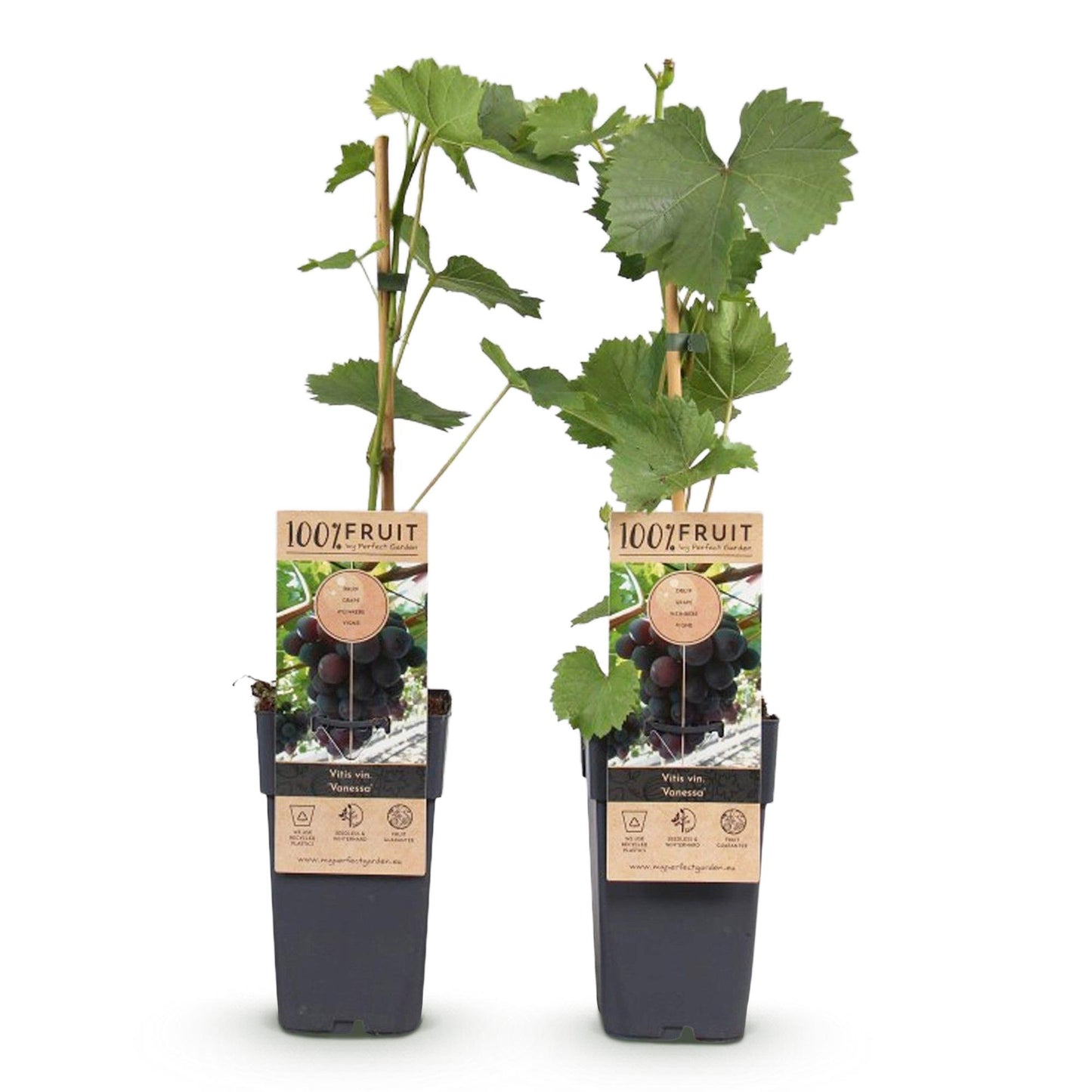 Green boutiQ - Fruitplant - Paarse Druif - Vitis vinifera Vanessa - Pitloos - 2 planten - Pot 15cm Hoogte 50cm