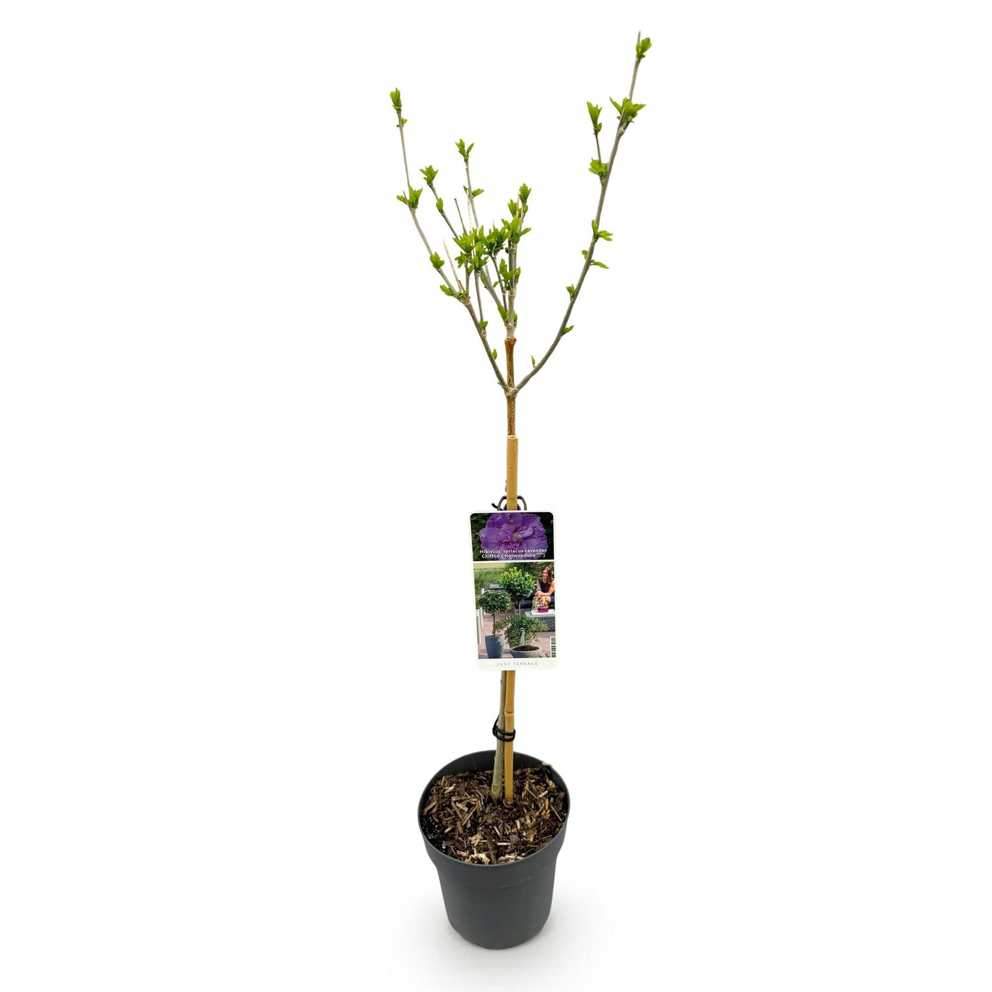 Green boutiQ - Tuinplant -Hibiscus syriacus Lavendor Chiffon® - Plant op stam - Terras Plant - Bladverliezend - Weinig Onderhoud - Pot 19cm Hoogte 90cm