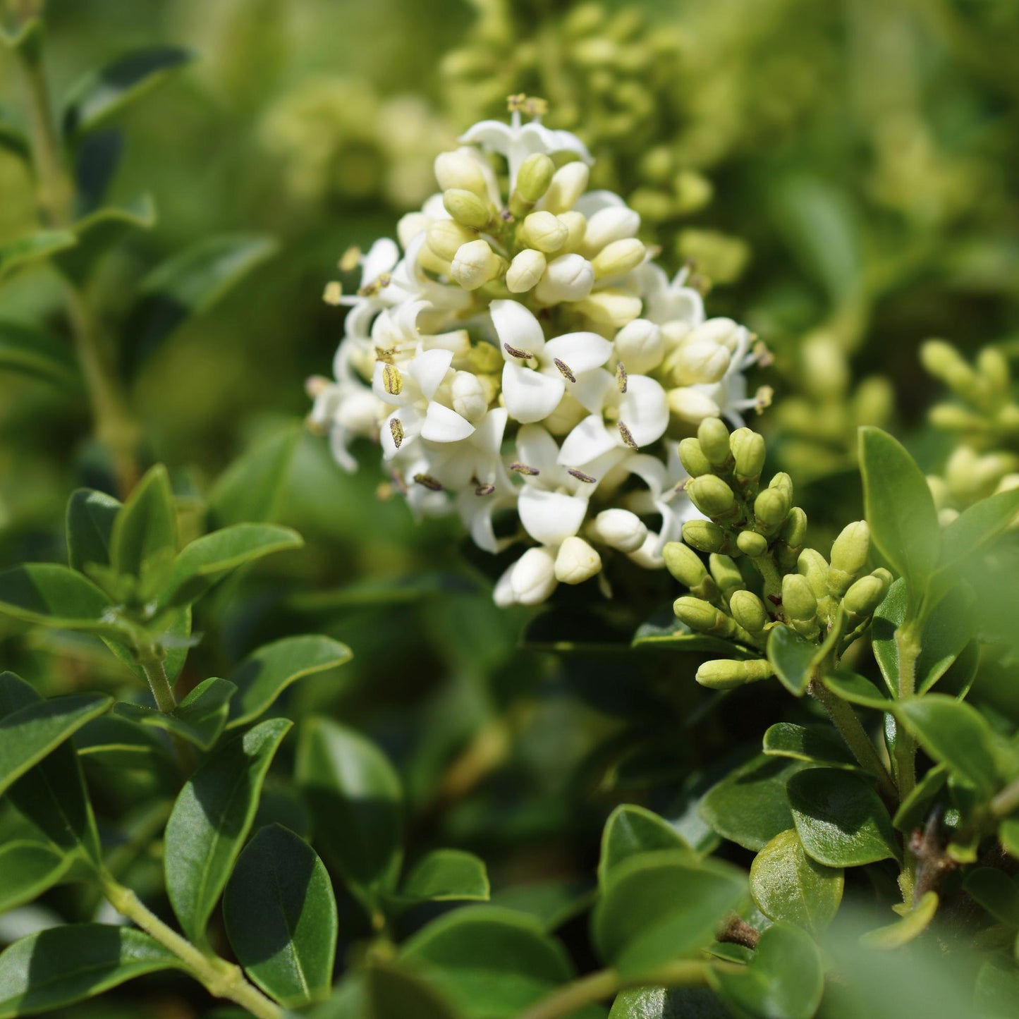 Green boutiQ - Tuinplant - Ligustrum delavayanum - Plant op stam - Terras Plant - Bladhoudend - Weinig Onderhoud - Pot 19cm Hoogte 90cm